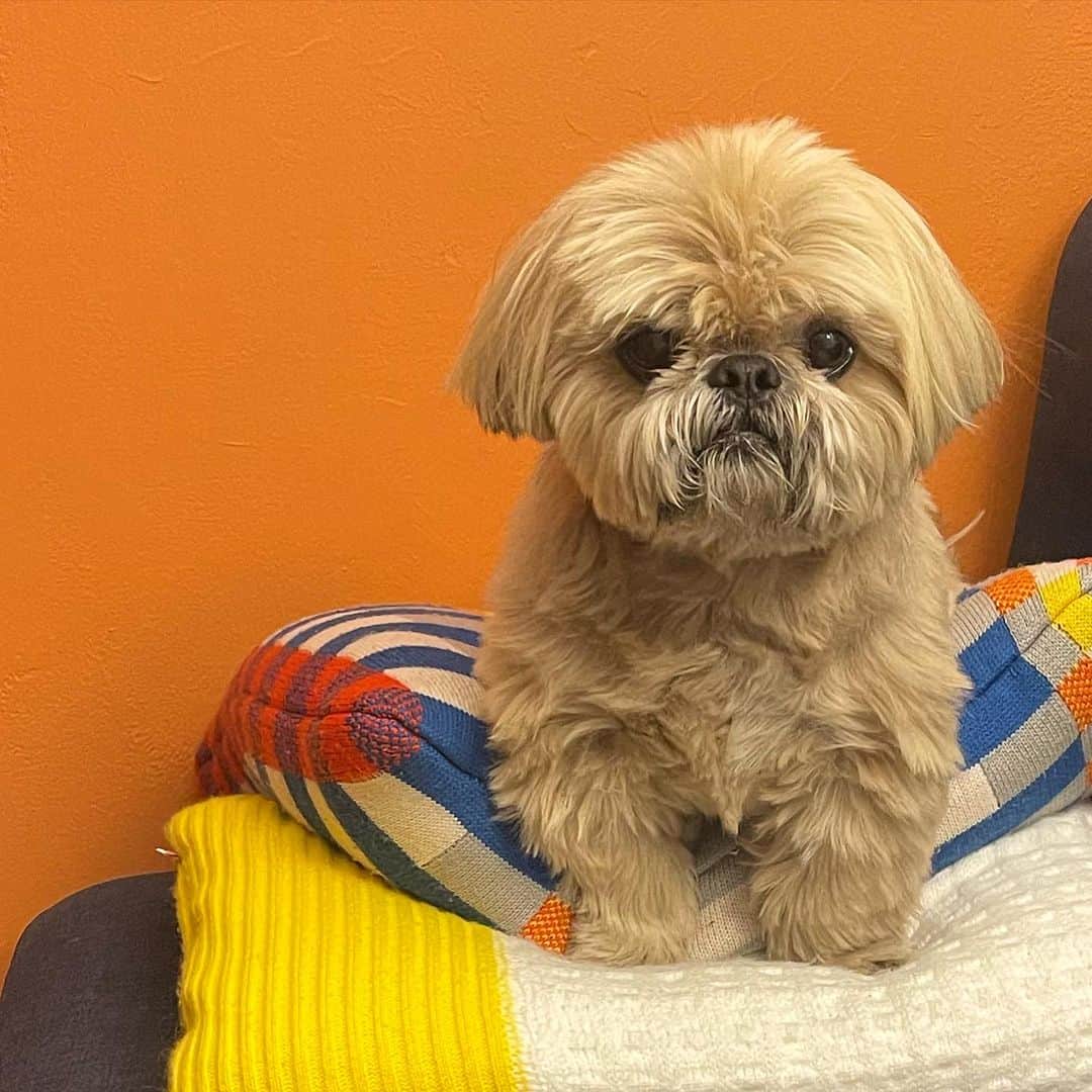 Dougie the Shih Tzuのインスタグラム：「Color guard.」