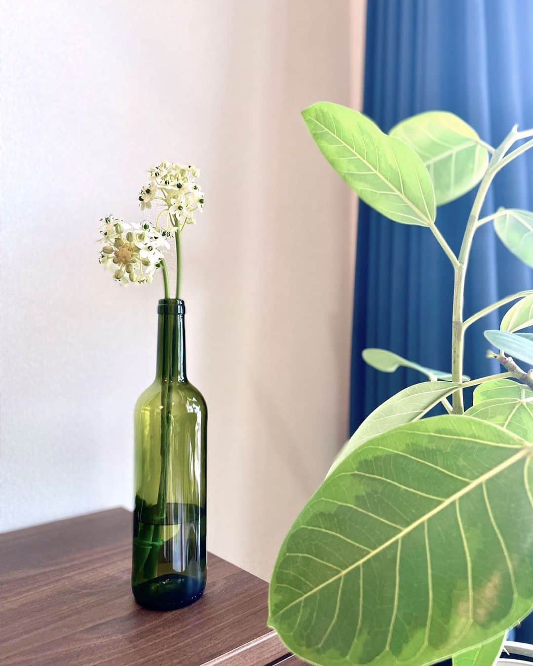 木村カレンのインスタグラム：「🌿 年齢を重ねるにつれて、緑に惹かれるように☺︎ . . #観葉植物 #お花 #お花のある暮らし #を目指して」