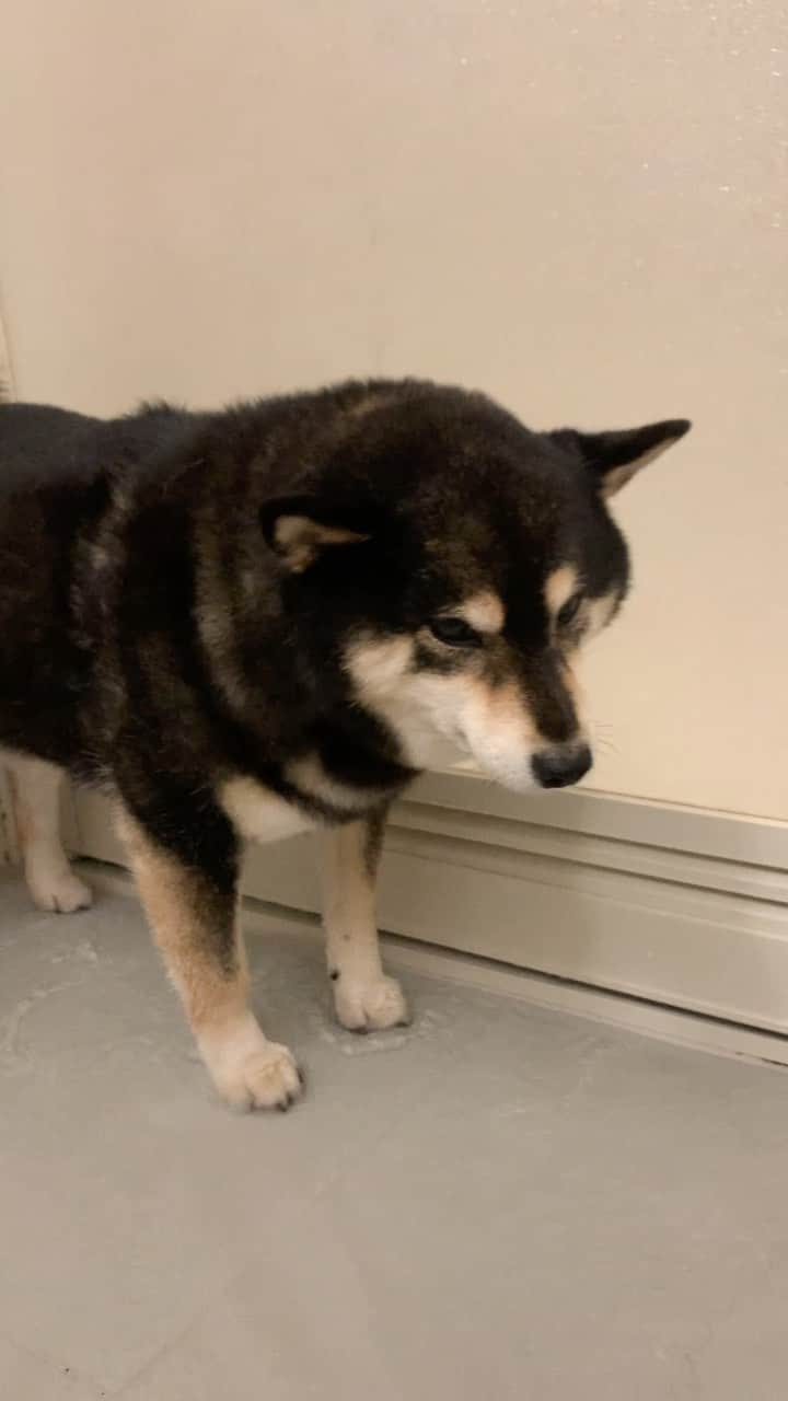 吾子のインスタグラム：「・ ・ 約10年毎日2回はあんよ洗ってるけど、慣れないわん🐶💦 ・ 足洗うの嫌いー🐶 ・ ・ ・ どろんこだから無理🙅🏻‍♀️ ・  ・ ・ ・ ・ ・ ・ ・ ・ #あー冬は雪で綺麗な日は拭くだけ🙆🏻‍♀️ #💩も取りやすい笑 #sapporo  ・ 北海道の柴犬 #柴北会 の皆ワン🐶暑い日は水いっぱい飲もう〜🐶✨ ・ #adorable #instadog#shibainu#dog#柴犬ライフ #instashiba#柴犬マニア #9gag #barked #kuroshiba#socute #cutedog#いぬのきもち #黒柴 #dogstagram_japan」