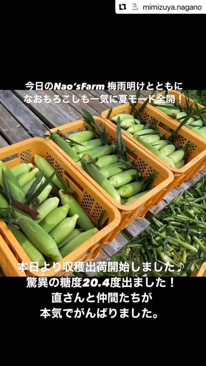 石川直宏のインスタグラム：「『"なおもろこし"収穫スタート🌽👨🏽‍🌾』  #NAOsFARM #NAOsFAsM2023 #みみずや @mimizuya.nagano  #とうもろこし #なおもろこし #なおもろこしゴールド #惚れるなおもろこし #Iizuna #飯綱 #Nagano #長野 #アスリートが化ける場 #農 #農業 #農ライフ #farm #farmer  #NAOsFARM農場長見習い から #NAOsFARM農場長 へ #NaohiroIshikawa #石川直宏」