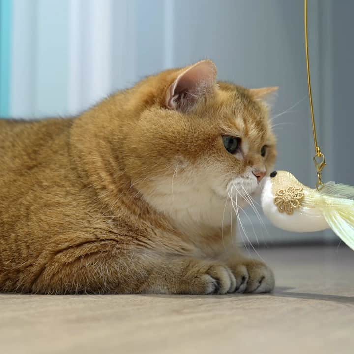 Hosicoのインスタグラム：「I love birds! 🦤」