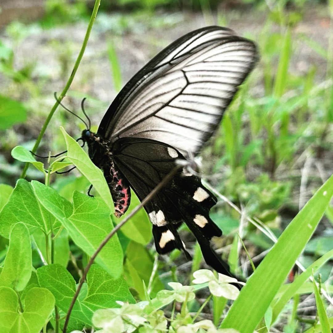 綾瀬マリアのインスタグラム：「🦋🦋🦋🦋🦋🦋 この美人な蝶々 🦋は、なんていう蝶々❓  偶然、目の前に舞い降りて来た🦋✨ 綺麗😍  #鳳蝶 #アゲハ蝶 #アゲハ かなぁ❓ #チョウチョ #蝶々」