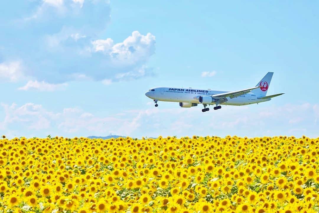 JALのインスタグラム：「. #女満別空港 で見られる 黄色の絨毯🌻 #FreshAirJuly . . Photo by @b.b_inami Post your memories with #FlyJAL  #JapanAirlines #JAL #airplane #✈︎ #飛行機 #飛行機写真 #飛行機撮影 #飛行機のある風景 #飛行機好き #感動 #青空 #空港 #ひまわり #はなまっぷ #花畑 #旅行 #日本航空」
