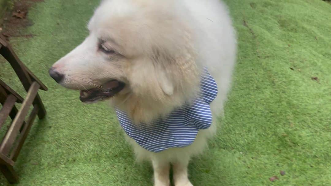 鈴井貴之のインスタグラム：「北海道でも今日は蒸し暑いです。 夏はよだれ掛けが必需品です。」