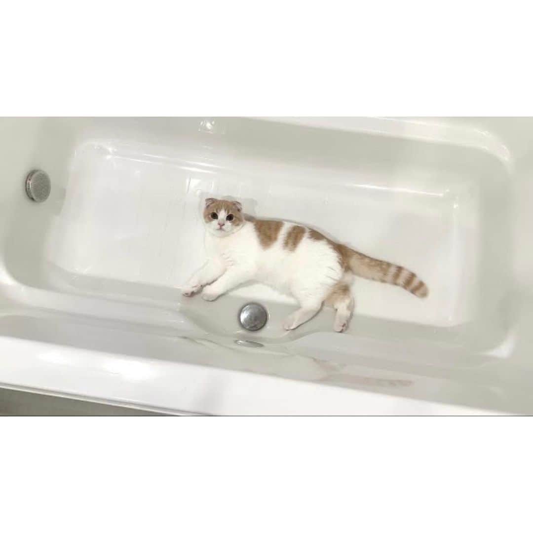 もちまるさんのインスタグラム写真 - (もちまるInstagram)「お風呂で寝てたらお湯を出されたはなまる」7月25日 18時02分 - catmotimaru