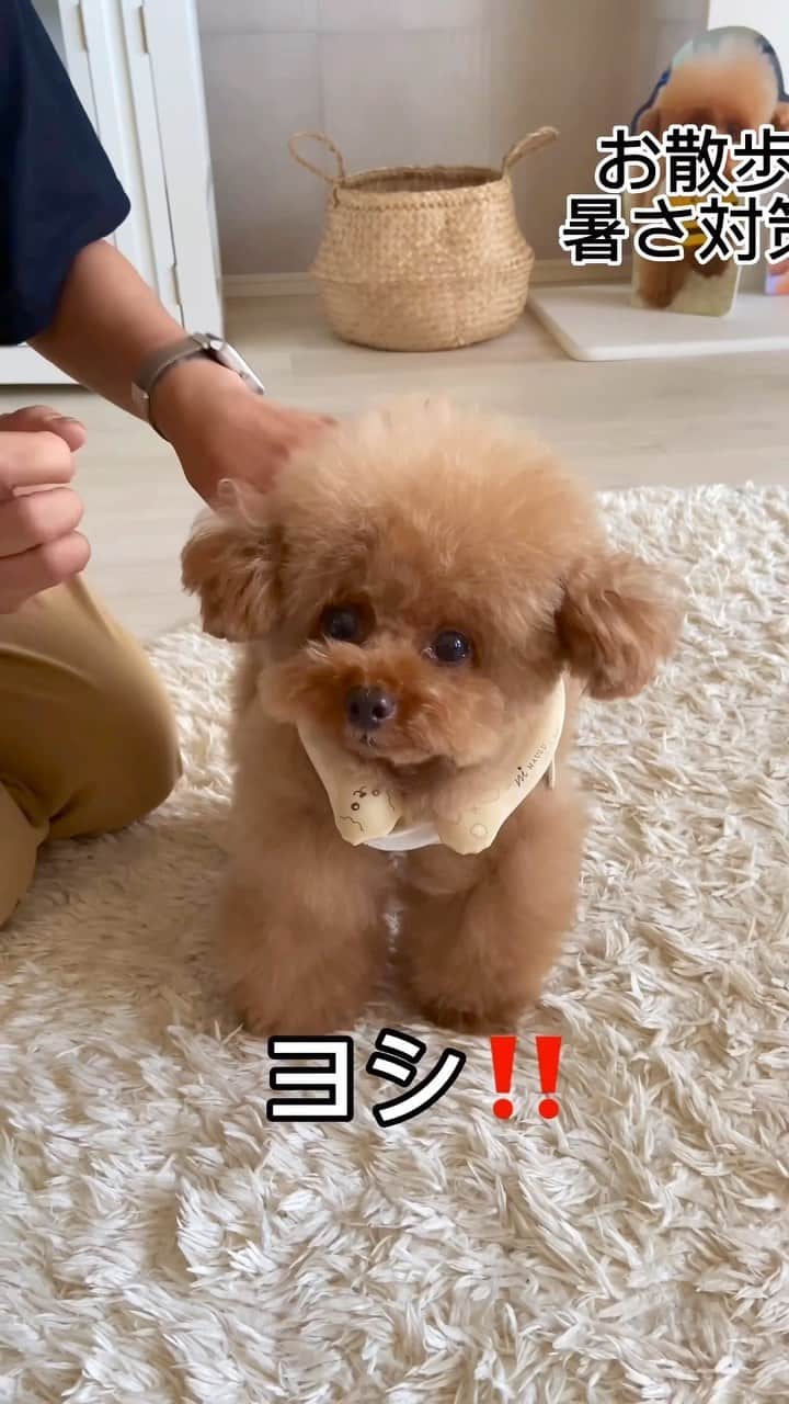 しらす先輩のインスタグラム：「暑いしか言葉が出てこない…🥵 めっぽうお散歩時間は陽が無くなったのを 見計らって行ってます☝️ 夏場はアスファルト暑いから絶対歩かせちゃダメダメですよ🙅‍♀️ たまに歩かせてる方をお見かけしますが…😱😱 飼い主さん気づいて欲しいなぁ🥺肉球火傷しちゃうよ わんちゃんは熱中症になりやすいから 症状出てから病院駆け込んで50%の確率で 悲しい結果になると言われてます😭😭 ほんとに気をつけましょうね〜 そんな親バカは…… 今年は新たに冷却グッズとして 首にかける アニマルリング をチョイス✌️ 人間も首につけてますよね✋ あれのわんちゃんバージョン🐶 ヒャッとする冷たさはそれほどないけど わんちゃんだからヒャッとし過ぎてもダメかぁ…🤔💭 しらすはトイプードルデザイン仕様のリングを 付けて散歩してますよ😅 可愛いね、ワンコも首に付けて歩いてるのって😁 楽天に売ってますよ〜✨ ストーリーにリンク🔗付けときますね。 ・ ・ #アニマルリング#暑さ対策グッズ  #toypoodlelover #toypoodlered #toypoodlegram #poodlelife #teacuppoodle #トリミング#かわいい犬 #ig_pic #beatifuls #prettydogs #toypoodlesofinstagram #adorable #poodlestagram #inulog #ティーカッププードル#トイプードル大好き #poodlestagram #トイプー#かわいすぎる #instapet #癒しわんこ #toypoodle」