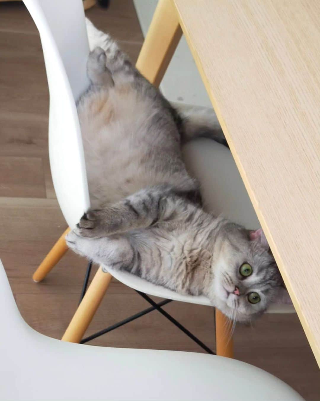 寅次郎（とらちゃん）さんのインスタグラム写真 - (寅次郎（とらちゃん）Instagram)「寒がりな寅兄はエアコンのついてるリビングより一番離れた部屋に居るのが好き🌿  暑がりの小梅はリビングの椅子に座るのが好き🪑  でも夜はよく集会しています😁  #対象的なふたり  #猫との暮らし #猫とインテリア #猫 #にゃんすたぐらむ #catoftheday」7月25日 18時32分 - torachanthecat
