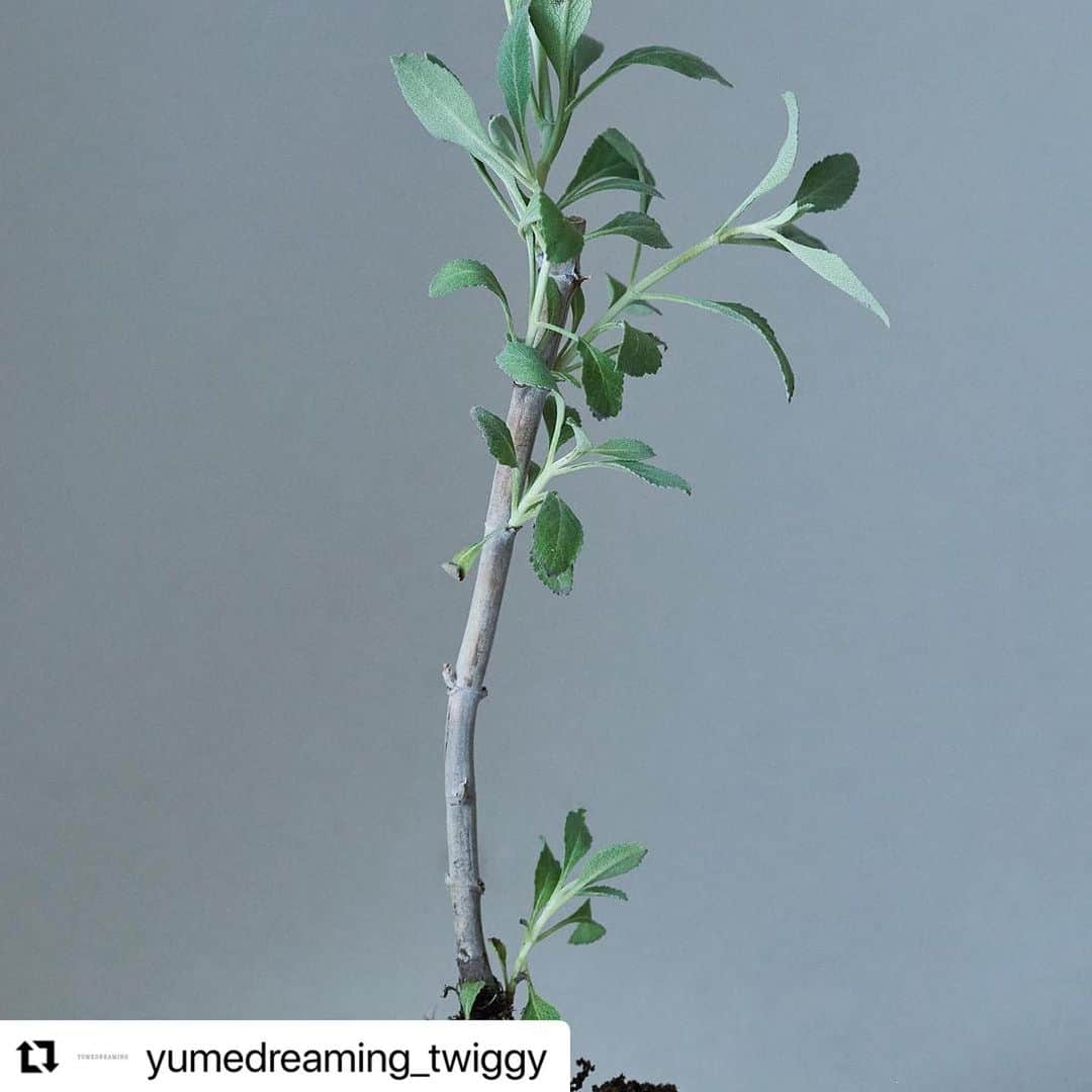 松浦美穂のインスタグラム：「#Repost @yumedreaming_twiggy with @use.repost ・・・ .  YUMEDREAMING ユメドリーミン  ヘアサロンTWIGGY.から誕生したスカルプ＆ヘアケア / ヘアスタイリングブランドYUMEDREAMING。  国産の良質な自然由来の植物成分と高い技術を用いて処方されたYUMEDREAMINGは、自分自身が持つ本来の力を引き出し、頭皮力を高めて、本質的な髪の美しさへと導きます。  「サロンワークを通して一人ひとりの美しいヘアデザインを追求する中で、本質的な髪の美しさは、心と身体、頭皮と髪の健やかな調和とバランスによって生み出されることを実感してきました。それは、自分自身が持つ生命力は、自然界の健康ともつながっているという意識に根ざしています。YUMEDREAMINGを通して、自然と自分がつながる健やかなサイクルからしなやかで美しい頭皮と髪が育まれ、一人ひとりの個性とライフスタイルに溶け合う、有機的でクリエイティブなヘアデザインが生み出されていくことを願っています。」  TWIGGY. 主宰 / クリエイティブ・ディレクター　 松浦美穂  #YUMEDREAMING#ユメドリーミン #TWIGGY.#ツイギー」