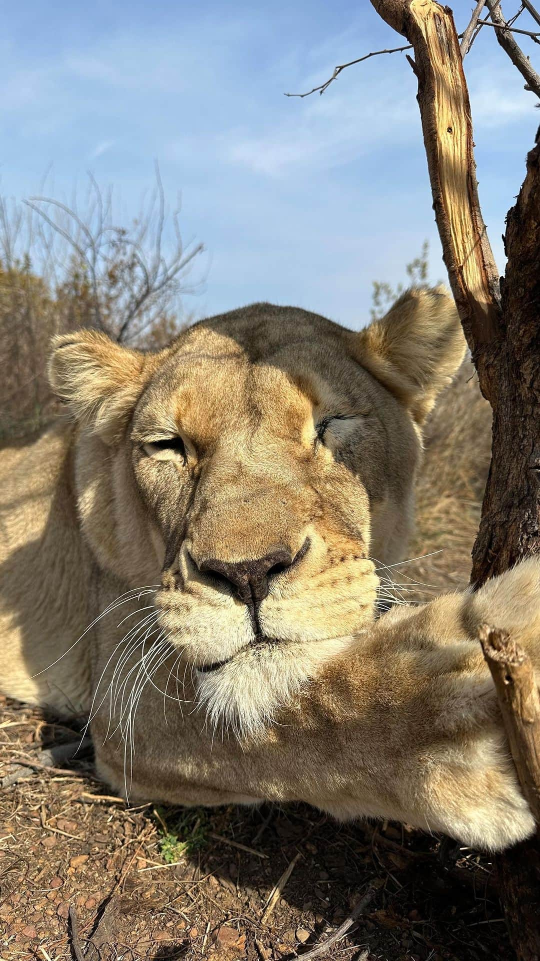 Kevin Richardson LionWhisperer のインスタグラム：「Lions, like many other animals, can exhibit handedness, which is the preference for using one paw (left or right) over the other. This phenomenon is also known as “lateralization.” Just like humans can be right-handed or left-handed, lions can show a preference for using either their left or right paw more frequently in various tasks. Now you know! PS Naiobi lost her eye due to severe glaucoma many years back. She’s adapted perfectly well to using one eye.  #lateralization #handedness #didntknow #nowyouknow #lionesses #paws #treescratch #scratchpost #glaucoma #bigcat」