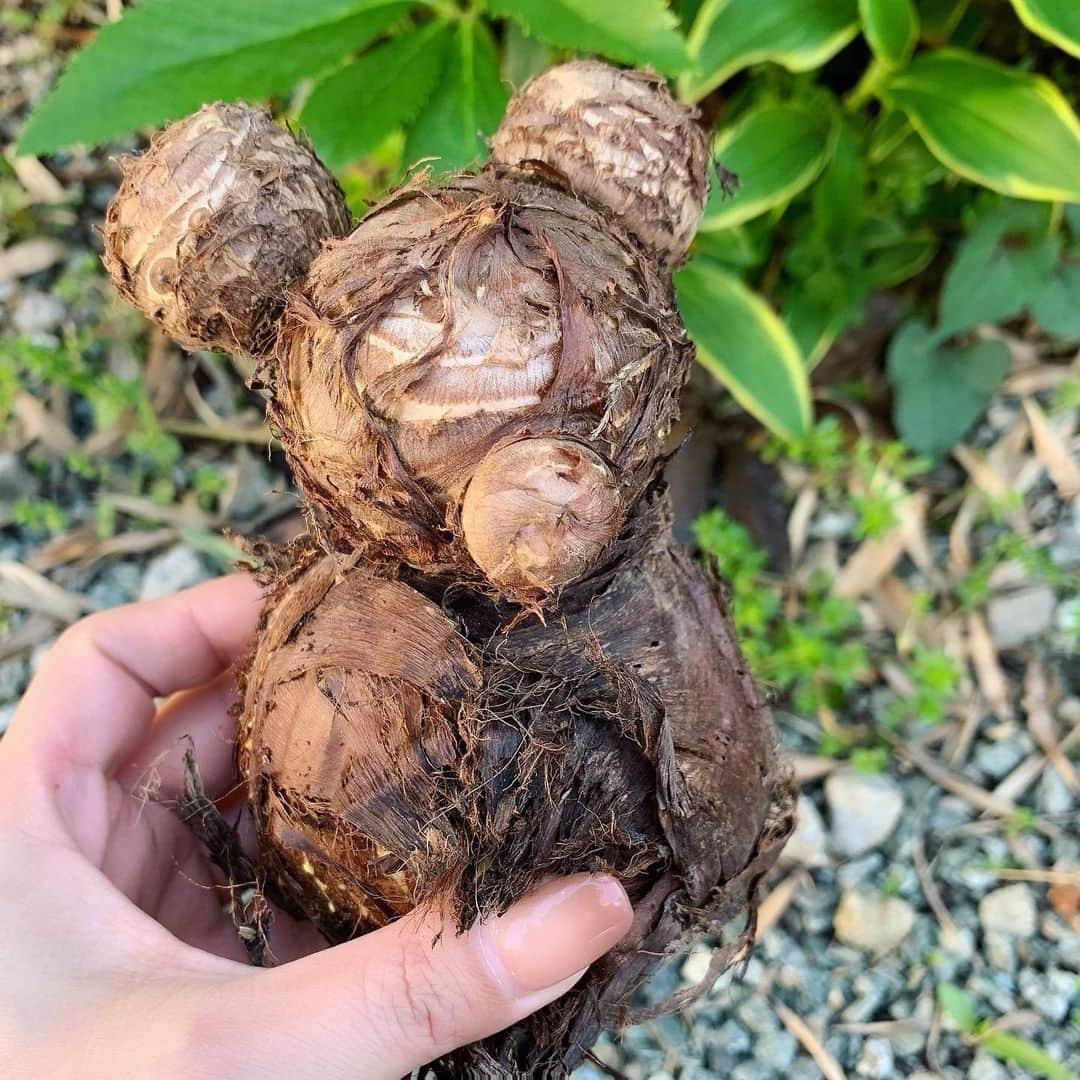 常盤よしこのインスタグラム：「ちょっと前に、 頂きものの里芋が、 ミッキーみたいでした。笑 すごーい。  #里芋#可愛くてたべられない#玄関にかざりましたとさ」
