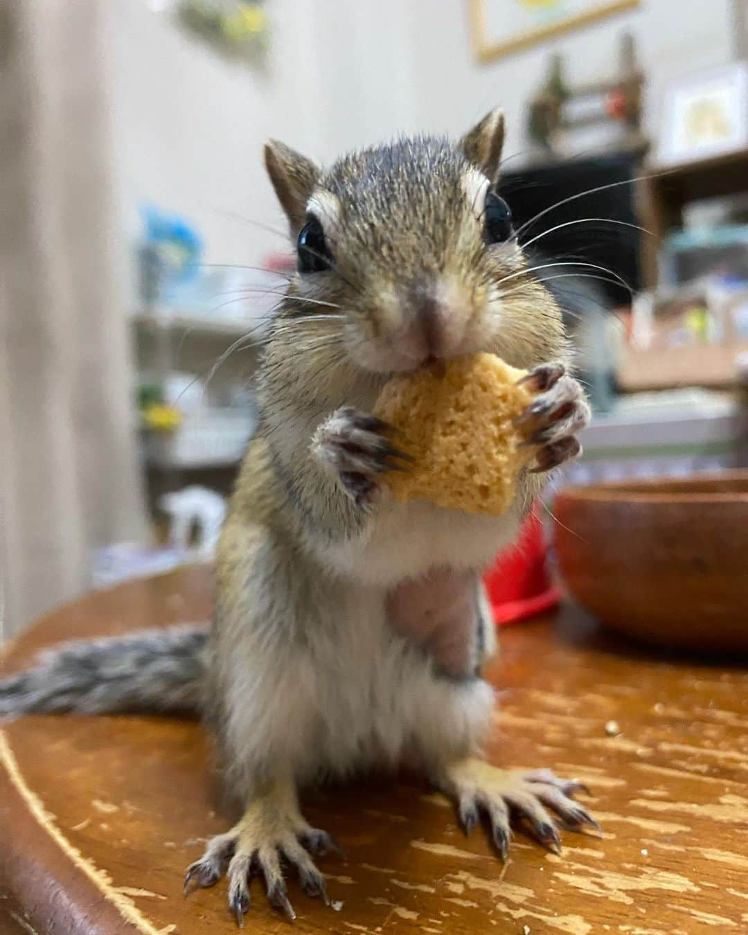 peace_0322のインスタグラム：「#リス#シマリス#ふわもこ部 仕事からから帰って😆急いで部屋んぽ」