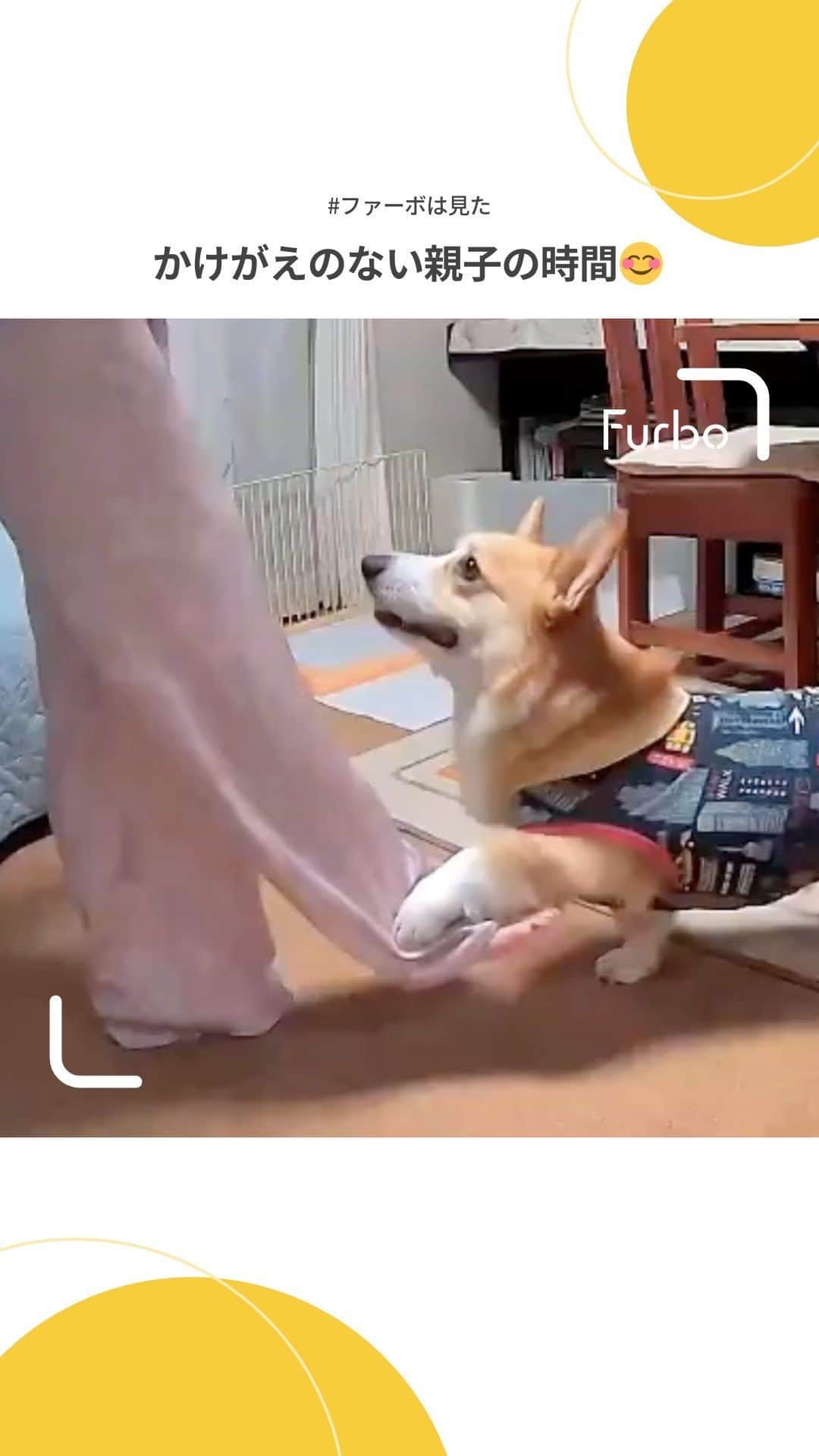 Furbo ドッグカメラのインスタグラム：「「風太と私がドッグダンスを練習してる姿です。 風太を追っかけながら撮影してくれる機能があるので、ドッグダンスの練習を撮影する&確認にも、良いかもしれない😎🫣💓 我が家流の使い方を見つけました👀」  「Furboが我が家に来てから、お留守番中の愛犬の様子が見れて、とても助かっています。おやつをあげたり、喋りかけた時の反応を見るのが楽しく、ずっと見ていたくなります」  🎥&✍️: @fuuta_corgi   風太くんファミリーの皆さま、 ありがとうございました🥰  ⋯    年に一度のビッグセール開催中！☀️  詳しくはプロフィールの リンクをタップして💨✨  ▶︎ @furbo_japan  #Furbo #ファーボ #ファーボは見た #ファーボでお留守番できるもん #ドッグカメラ #ペットカメラ #見守りカメラ #お留守番カメラ #犬好きさんと繋がりたい #犬のいる暮らし #犬との暮らし #犬のいる生活 #愛犬との暮らし #かわいい犬 #犬すたぐらむ #コーギー #corgi」