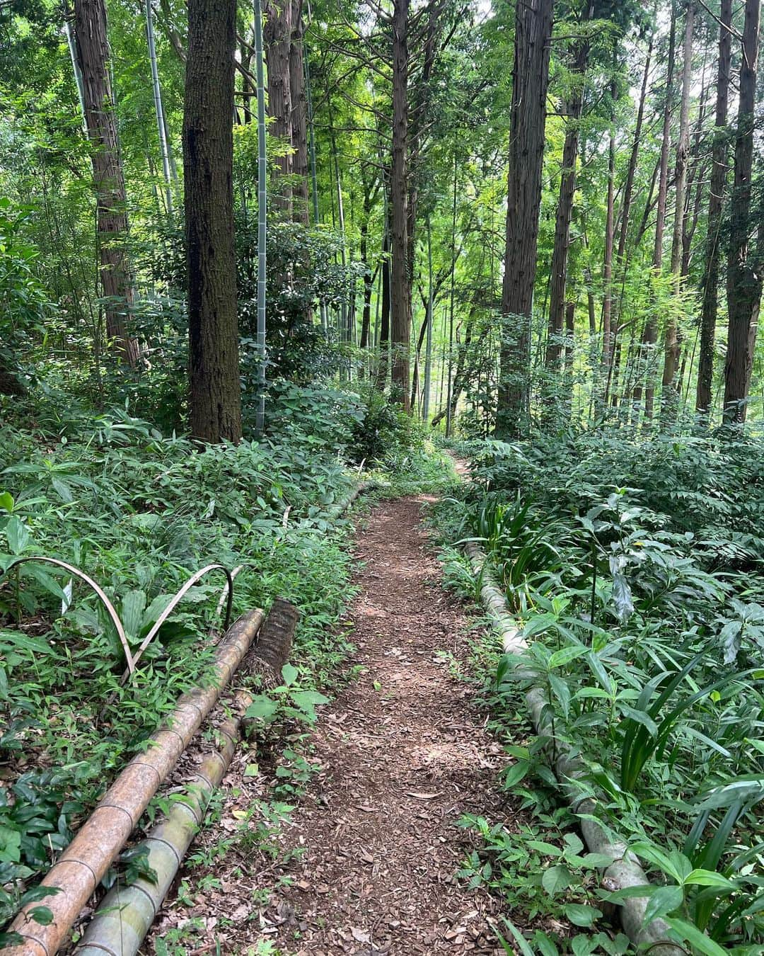 Satomi Biancaさんのインスタグラム写真 - (Satomi BiancaInstagram)「🌲🪵🌳🌿 　　 　　 森林浴しに"藤沢えびね・やまゆり園"へ　 　 ちょうどヤマユリの時期で 綺麗だった💐 　　 　　 首からぶら下げてるのは 蚊取り線香だよ🤣💕 　 係の方々がみんな優しくて 自然にも人にも癒されて素敵な1日になったー☺️ 　　  #pr #藤沢市 #藤沢キュンあつめ #藤沢えびねやまゆり園 #やまゆり園」7月25日 19時09分 - satobyyyy