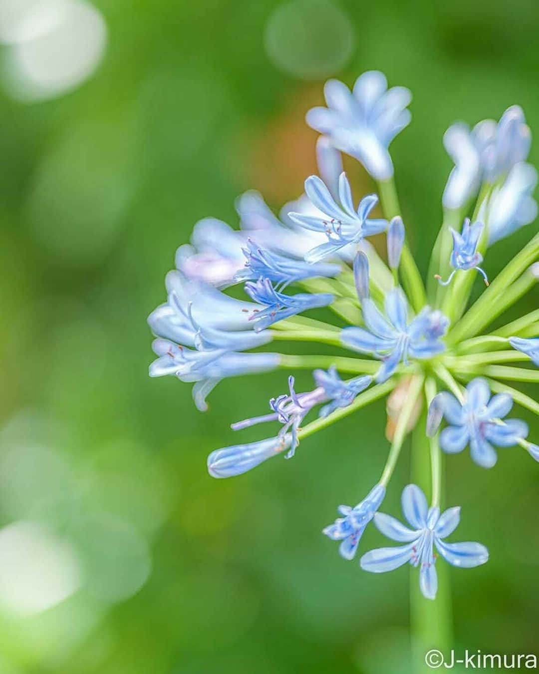 花の写真館のインスタグラム：「Photo by 木村順一. . Original Post[投稿いただいたURL] https://www.facebook.com/photo.php?fbid=1949964915392100 . 本アカウントは、 #私の花の写真 をつけてInstagramに投稿された皆さまの花の写真や、「花の写真館」Facebookページで投稿された花の写真を紹介します。 「花の写真館」Facebookページは、「 @floral.photograph 」のプロフィールにあるURLからご覧ください。 . ※各種法令、マナー、関係者の指示に従った撮影をお願いします。 *Please ensure that your photography adheres to all relevant laws, etiquette, and instructions issued by authorized persons. ※本アカウントは東京カメラ部がFacebook、Instagramのサービスを利用して運営しているもので、Meta社・Instagramとは一切関係ありません。 . #花の写真館 #floralphotograph #floralphoto #flower #flowers Follow: @floral.photograph」