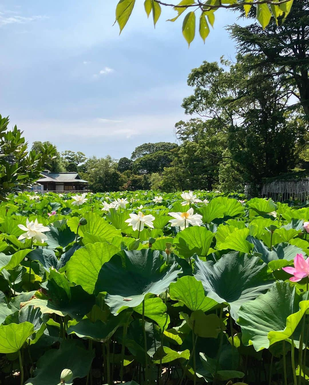 麻宮彩希さんのインスタグラム写真 - (麻宮彩希Instagram)「夏夏夏夏夏🏖🦑🧚‍♂️」7月25日 19時31分 - sakibows0125