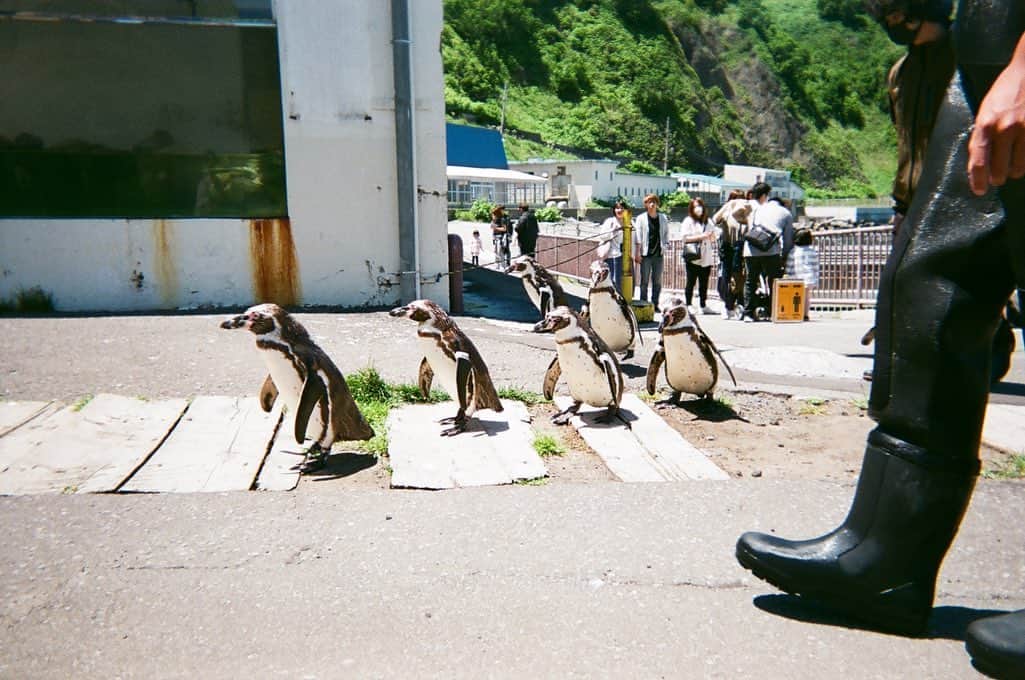 江嶋綾恵梨さんのインスタグラム写真 - (江嶋綾恵梨Instagram)「想い出film.🐧 #おたる水族館 #ペンギン #写ルンです」7月25日 19時33分 - aeringoooo