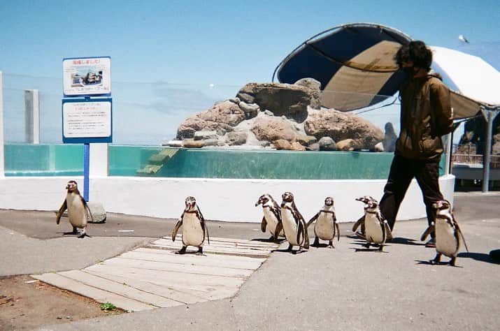 江嶋綾恵梨さんのインスタグラム写真 - (江嶋綾恵梨Instagram)「想い出film.🐧 #おたる水族館 #ペンギン #写ルンです」7月25日 19時33分 - aeringoooo