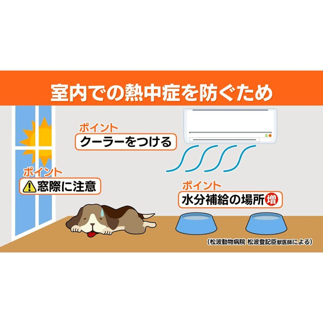 上坂嵩のインスタグラム：「ペット熱中症🥵 . 連日の厳しい暑さ☀️ 人だけでなく、犬や猫などのペットも 熱中症に警戒が必要です⚠️ . 獣医師の松波さんは、 暑い時間帯の散歩を避けるのはもちろんのこと 【室内でも注意が必要】だと話します。 . クーラーをつけて部屋を冷やした上で、 窓際や他の部屋などに移動していないかに注意！ 飼い主さんが目を離した隙に グッタリしていることもあるそう💦 . また水の飲む回数も減りやすいそうで、 水分補給できる場所を多めに作ってあげることも オススメだと話していました💡 . . #松波動物病院メディカルセンター  #名古屋 #瑞穂区 #ペット #獣医師 #動物病院 #犬 #犬好きな人と繋がりたい  #猫 #猫好きさんと繋がりたい  #熱中症 #猛暑 #猛暑日 #酷暑 #メーテレ #アップ #アナウンサー #フィールドキャスター #ニュースワード #SDGsビジネスマスター #SDGs #上坂嵩」