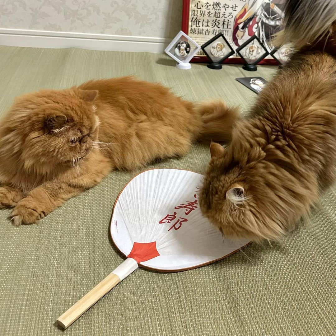 manami☺︎satoさんのインスタグラム写真 - (manami☺︎satoInstagram)「⑅⃛  ぼんちゃん、ゴザが似合うねぇ  🧸ブラウニーズ🧸  #エキゾチックロングヘア#チンチラゴールデン#猫#ねこ#猫好きな人と繋がりたい#にゃんだふるらいふ#냥스타그램 #ねこすたぐらむ #냥스타그램#猫咪#貓#貓星人#kot#koty#GATTO #KATZE#BERI #catoftheday#cat#cats#instacat#catstagram#catlifestyle#persian#chinchillacat#exoticlonghair#catlovers」7月25日 20時13分 - fuwari_kinaco