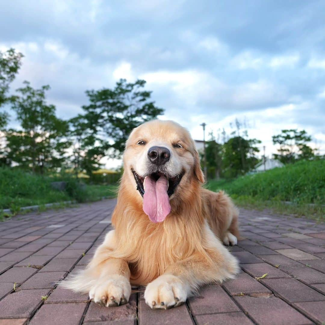 ムン・ジョンヒさんのインスタグラム写真 - (ムン・ジョンヒInstagram)「#마누 #manu #goldenretriever #골든리트리버 #저녁산책 #조명 #smdv #sony #모델 #강아지  아빠가 조명 켜고 ....저녁샷 사랑가득!!! 우리마누 사랑해 💚💗😘  #오빠사진 #미소천사」7月25日 20時46分 - jeonghee_moon