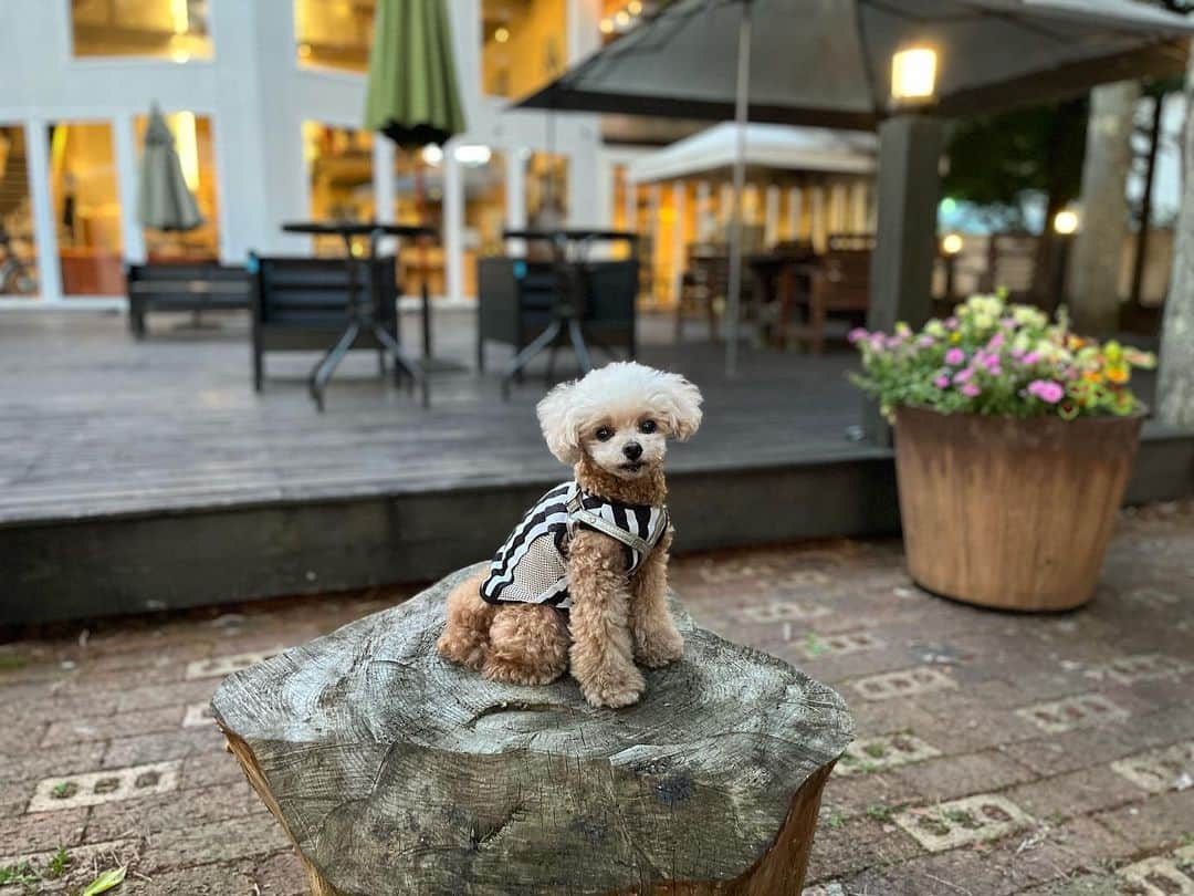 ❤︎Till❤︎のグルメインスタ