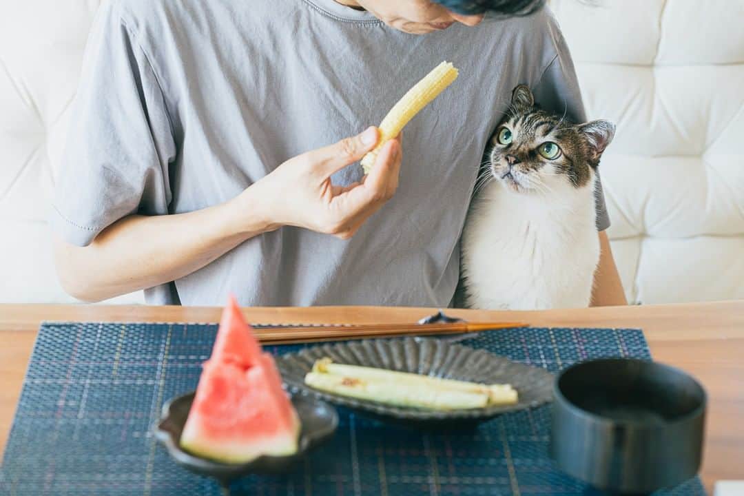 浅野真澄のインスタグラム：「今日の写真：  朝ごはんの時間、「リビングにいれてー！」とアピール。私たちが食べてるものに興味しんしんのあっくん。  肛門腺が破裂してしまったあっくんですが、おかげさまですっかりよくなりました。  ただ、毛を剃ってむき出しのお尻の周りを舐めるので、肌が傷んで赤くなってしまい、まだちょいちょいポン・デ・カラーをしています。  そのことを除けば、食欲も旺盛でとっても元気。あっくんが元気だと、私も幸せ。  #保護猫 #保護猫との暮らし #保護猫里親 #保護猫部 #catstagram_japan #catoftheday #rescuecats #rescuecatsofinstagram #猫多頭飼い #catstagram #保護猫出身 #猫のいる暮らし #保護猫を家族に #rescuecat」