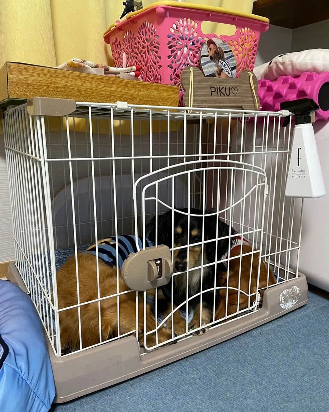 ピックさんのインスタグラム写真 - (ピックInstagram)「久しぶりにチンベル🔔犬 、 ジェットは、お見事な連呼 ピクは着実に🛎 ピコは、やりたいのにわたしのが無い😂😂 、 ジェット次はチンベル🔔持参してきてねー 、 並んで頑張ろうねー🐶🐶🐶 、 ポン菓子は、ばら撒き 豆まきならぬ、菓子撒き🤭🤭🤭 、 お散歩から、連れてきた🐜😂😂 、 4枚目のピコの顔の長さ😜😜😜😜😜 びっくりだわ 、 私達おやつの時ハウスに 可愛い🐶🐶🐶 、 ジェットは、やだー😂やだーってお構いなしに爆睡するピク＆ピコ🤭 、 朝から夕方まであっとゆうま ほんとに楽しかった ありがとうねー 、 また、来月楽しみにしてるね✌️ 、 #チンベル犬 #チンベル  #犬のおやつ #犬のいる暮らし  #幸せ #ダック部 #イッヌ #いぬバカ部 #pecoいぬ部 #peppyフォト部 #dachshundlove #doggy #dogstagram_japan #イヌスタグラム #いぬすたぐらむ #たんそく部 #いぬのいる暮らし #犬の居る生活 #miniaturedachshund #犬 #dog #todayswanko #pecoいぬ部 #わんわん小学校 #lovedogs #犬好きな人と繋がりたい」7月25日 21時15分 - pick09040904