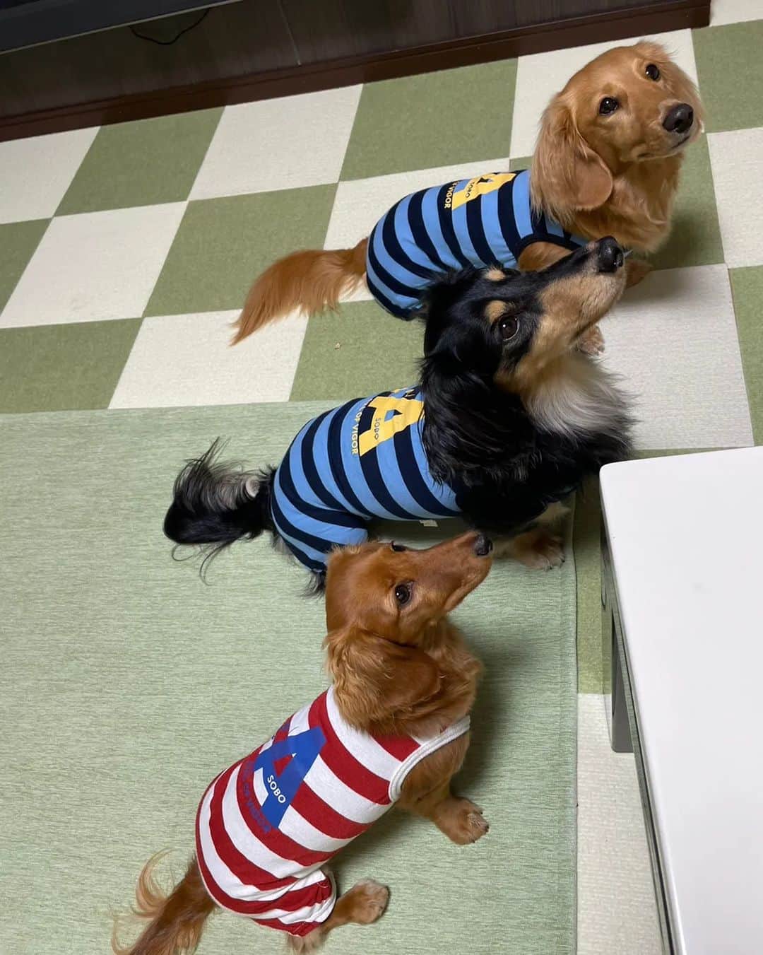 ピックさんのインスタグラム写真 - (ピックInstagram)「久しぶりにチンベル🔔犬 、 ジェットは、お見事な連呼 ピクは着実に🛎 ピコは、やりたいのにわたしのが無い😂😂 、 ジェット次はチンベル🔔持参してきてねー 、 並んで頑張ろうねー🐶🐶🐶 、 ポン菓子は、ばら撒き 豆まきならぬ、菓子撒き🤭🤭🤭 、 お散歩から、連れてきた🐜😂😂 、 4枚目のピコの顔の長さ😜😜😜😜😜 びっくりだわ 、 私達おやつの時ハウスに 可愛い🐶🐶🐶 、 ジェットは、やだー😂やだーってお構いなしに爆睡するピク＆ピコ🤭 、 朝から夕方まであっとゆうま ほんとに楽しかった ありがとうねー 、 また、来月楽しみにしてるね✌️ 、 #チンベル犬 #チンベル  #犬のおやつ #犬のいる暮らし  #幸せ #ダック部 #イッヌ #いぬバカ部 #pecoいぬ部 #peppyフォト部 #dachshundlove #doggy #dogstagram_japan #イヌスタグラム #いぬすたぐらむ #たんそく部 #いぬのいる暮らし #犬の居る生活 #miniaturedachshund #犬 #dog #todayswanko #pecoいぬ部 #わんわん小学校 #lovedogs #犬好きな人と繋がりたい」7月25日 21時15分 - pick09040904