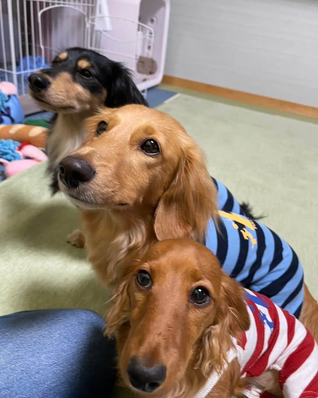 ピックさんのインスタグラム写真 - (ピックInstagram)「久しぶりにチンベル🔔犬 、 ジェットは、お見事な連呼 ピクは着実に🛎 ピコは、やりたいのにわたしのが無い😂😂 、 ジェット次はチンベル🔔持参してきてねー 、 並んで頑張ろうねー🐶🐶🐶 、 ポン菓子は、ばら撒き 豆まきならぬ、菓子撒き🤭🤭🤭 、 お散歩から、連れてきた🐜😂😂 、 4枚目のピコの顔の長さ😜😜😜😜😜 びっくりだわ 、 私達おやつの時ハウスに 可愛い🐶🐶🐶 、 ジェットは、やだー😂やだーってお構いなしに爆睡するピク＆ピコ🤭 、 朝から夕方まであっとゆうま ほんとに楽しかった ありがとうねー 、 また、来月楽しみにしてるね✌️ 、 #チンベル犬 #チンベル  #犬のおやつ #犬のいる暮らし  #幸せ #ダック部 #イッヌ #いぬバカ部 #pecoいぬ部 #peppyフォト部 #dachshundlove #doggy #dogstagram_japan #イヌスタグラム #いぬすたぐらむ #たんそく部 #いぬのいる暮らし #犬の居る生活 #miniaturedachshund #犬 #dog #todayswanko #pecoいぬ部 #わんわん小学校 #lovedogs #犬好きな人と繋がりたい」7月25日 21時15分 - pick09040904