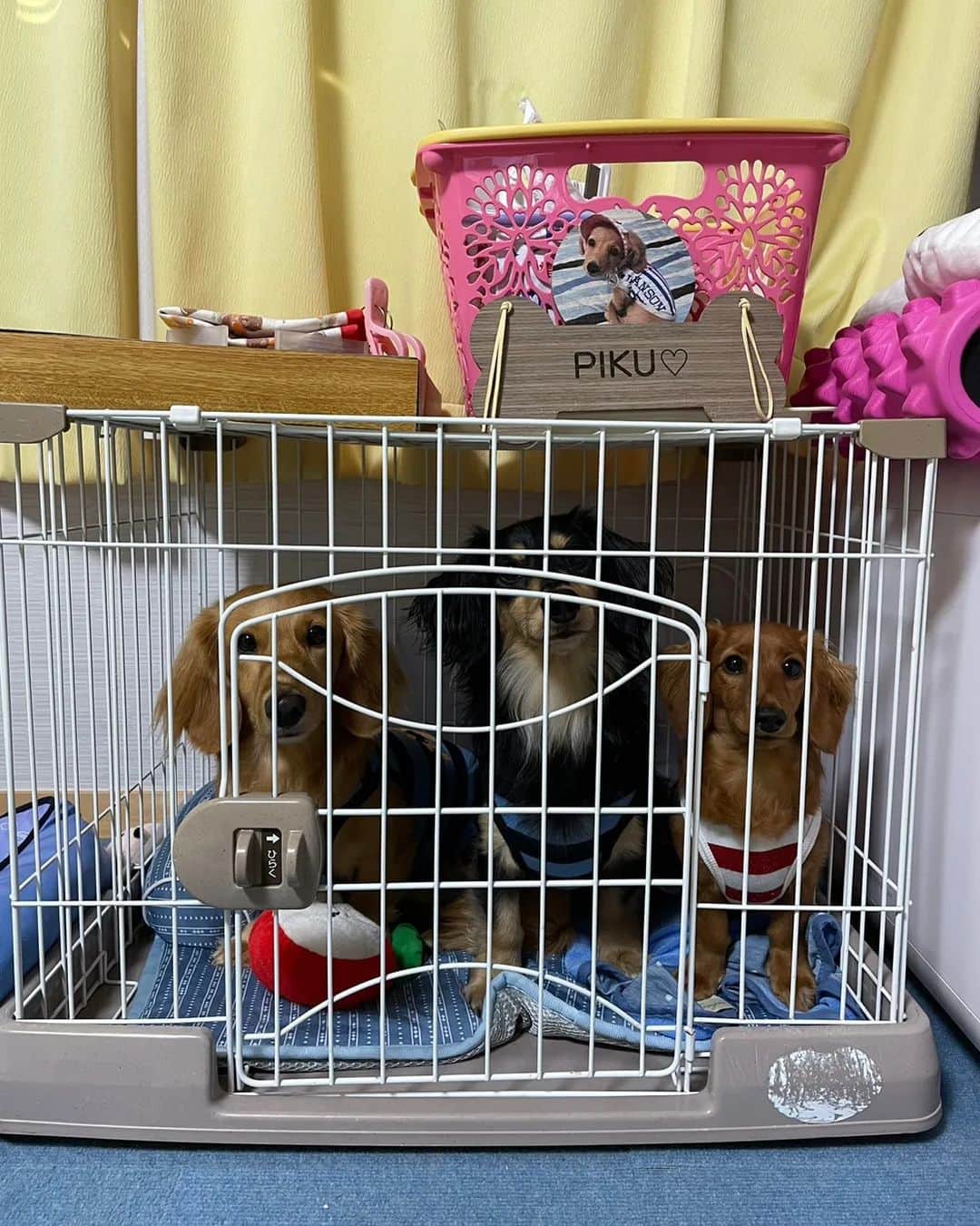ピックさんのインスタグラム写真 - (ピックInstagram)「久しぶりにチンベル🔔犬 、 ジェットは、お見事な連呼 ピクは着実に🛎 ピコは、やりたいのにわたしのが無い😂😂 、 ジェット次はチンベル🔔持参してきてねー 、 並んで頑張ろうねー🐶🐶🐶 、 ポン菓子は、ばら撒き 豆まきならぬ、菓子撒き🤭🤭🤭 、 お散歩から、連れてきた🐜😂😂 、 4枚目のピコの顔の長さ😜😜😜😜😜 びっくりだわ 、 私達おやつの時ハウスに 可愛い🐶🐶🐶 、 ジェットは、やだー😂やだーってお構いなしに爆睡するピク＆ピコ🤭 、 朝から夕方まであっとゆうま ほんとに楽しかった ありがとうねー 、 また、来月楽しみにしてるね✌️ 、 #チンベル犬 #チンベル  #犬のおやつ #犬のいる暮らし  #幸せ #ダック部 #イッヌ #いぬバカ部 #pecoいぬ部 #peppyフォト部 #dachshundlove #doggy #dogstagram_japan #イヌスタグラム #いぬすたぐらむ #たんそく部 #いぬのいる暮らし #犬の居る生活 #miniaturedachshund #犬 #dog #todayswanko #pecoいぬ部 #わんわん小学校 #lovedogs #犬好きな人と繋がりたい」7月25日 21時15分 - pick09040904