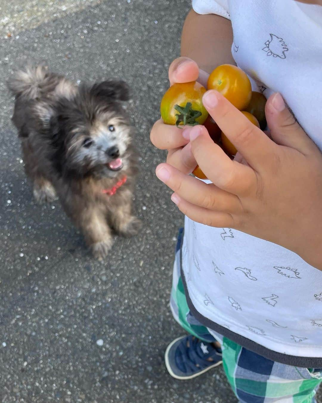 ゆきこさんのインスタグラム写真 - (ゆきこInstagram)「譲渡犬をお迎えしました🐶  ここ数年、子供達と何度も譲渡会に行ったり里親制度を調べたりしながらご縁を待っていたところ、 赤ちゃん犬の里親募集されている方を見つけ、連絡をして面会→飼育環境のチェックをして、我が家にお迎えすることになりました🏠  生後3ヶ月の雑種で、母犬が黒、父犬が白の毛のため、白黒混ざったような毛で、育っていくうちにどうなるのか楽しみ🫶(トリミングっていつ連れて行けば良いんかな  とにかく元気で毎日飛び回ってるのは良いんだけど、 まーーーートイトレが大変！！笑  ゲージ内では成功するようになったけど、ゲージ外だとよく失敗するから常にソワソワしながら見てます←  もうすぐ3歳になる息子のトイトレ始めよかなーって思ってたけど、まずは犬のトイトレ成功させねば🤣  飼ってる方々...どれくらいでトイレ覚えましたか...？  🐶をお迎えしたことで、毎朝早く起きるようになって、今日は朝散歩してたら畑のおじさんから声をかけられて、ミニトマトを大量に頂くという🍅(今度お礼せねば  普段だったら朝散歩なんて絶対にしない人間だから、🐶のおかげで新しい日常が送れてます🤣✨  これから🐶もちょこちょこ投稿に登場すると思いますが、どうぞ宜しくお願いします🐕❤️」7月25日 21時20分 - yuco55_