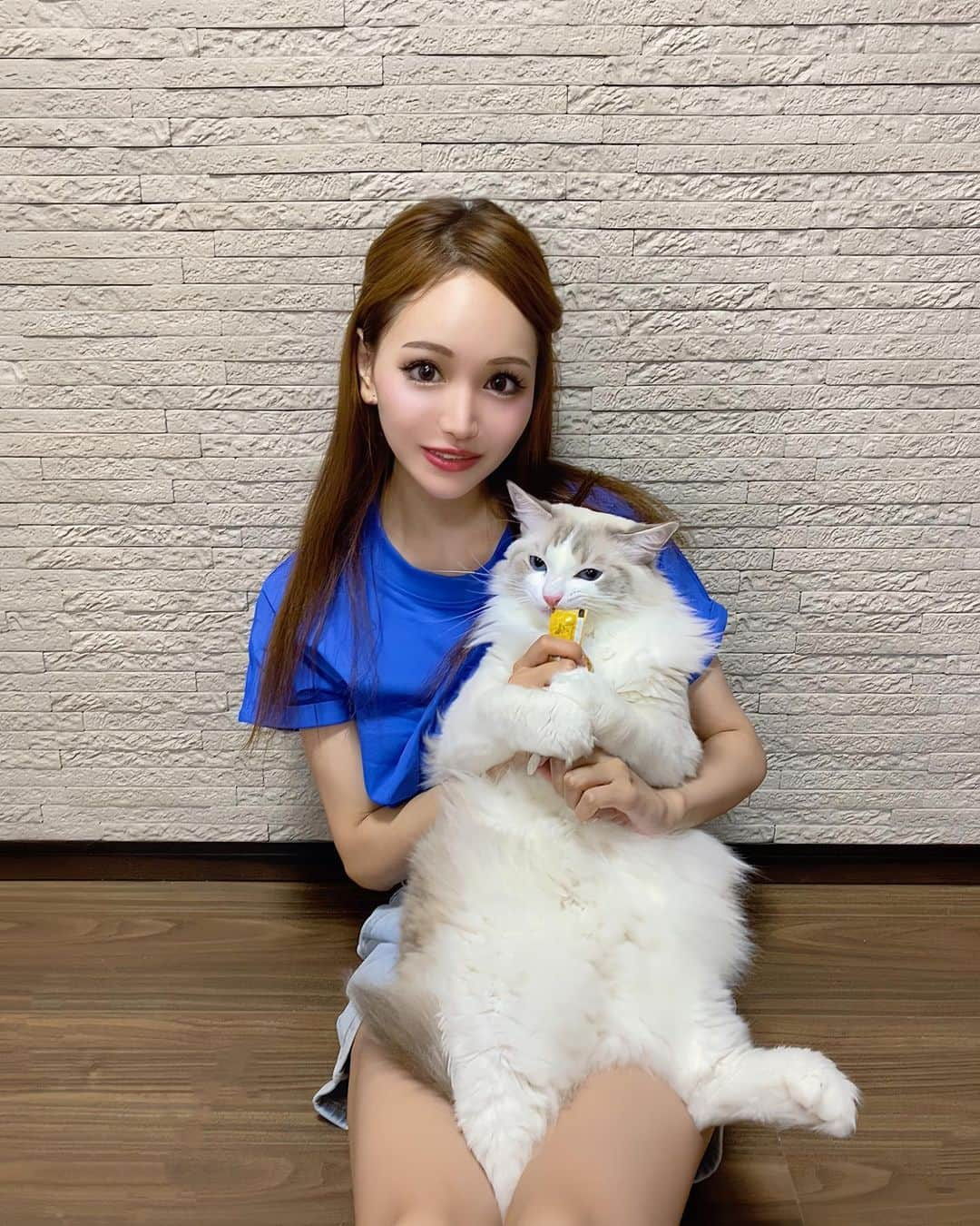 桜ゆみのインスタグラム：「ジャンキーねこ🐈💞 自然派ちゅーるのねこぴゅーれが大好きなアンさん😻  私が滅多にあげないせいか、 食べる時は両手でおやつ掴んで必死の顔で😾🔥 ちょっとこわい😅🩵  ねこさんって器用だよね🤣💞  嫌いなだっこもこの時だけは…🥹💞  ハイエナ双子が狙ってるけど🤣（3枚目）  . #ねこぴゅーれ #ラグドール」