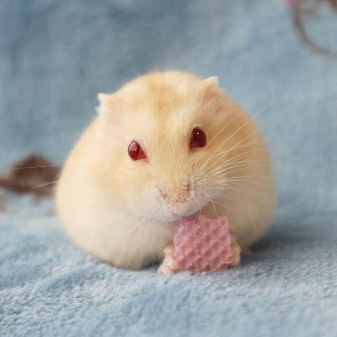 hamster_mocoのインスタグラム
