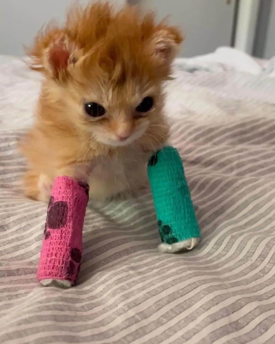 Cute Pets Dogs Catsのインスタグラム：「He always looks like he just woke up I love him  Credit: beautiful _crywink_ (tt) and @idknotme_  ** For all crediting issues and removals pls 𝐄𝐦𝐚𝐢𝐥 𝐮𝐬 ☺️  𝐍𝐨𝐭𝐞: we don’t own this video/pics, all rights go to their respective owners. If owner is not provided, tagged (meaning we couldn’t find who is the owner), 𝐩𝐥𝐬 𝐄𝐦𝐚𝐢𝐥 𝐮𝐬 with 𝐬𝐮𝐛𝐣𝐞𝐜𝐭 “𝐂𝐫𝐞𝐝𝐢𝐭 𝐈𝐬𝐬𝐮𝐞𝐬” and 𝐨𝐰𝐧𝐞𝐫 𝐰𝐢𝐥𝐥 𝐛𝐞 𝐭𝐚𝐠𝐠𝐞𝐝 𝐬𝐡𝐨𝐫𝐭𝐥𝐲 𝐚𝐟𝐭𝐞𝐫.  We have been building this community for over 6 years, but 𝐞𝐯𝐞𝐫𝐲 𝐫𝐞𝐩𝐨𝐫𝐭 𝐜𝐨𝐮𝐥𝐝 𝐠𝐞𝐭 𝐨𝐮𝐫 𝐩𝐚𝐠𝐞 𝐝𝐞𝐥𝐞𝐭𝐞𝐝, pls email us first. **」
