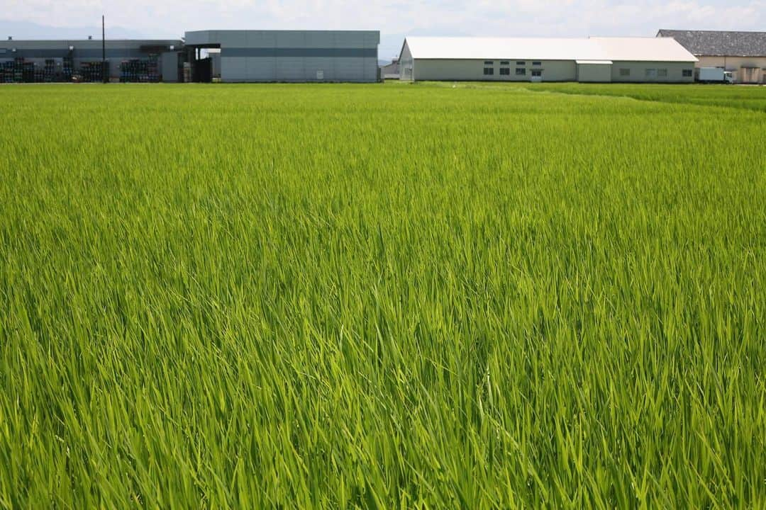 職人.comさんのインスタグラム写真 - (職人.comInstagram)「【富山県小矢部市のメルヘン建築】  先日の三連休は祇園祭の宵山（前祭）でにぎわう京都を離れ、北陸は富山県小矢部市へと行ってまいりました。実家のある小矢部市は、古くは砺波平野を流れる小矢部川を利用した水運により発達、豊かな水量に育まれた穀倉地帯として栄え、加賀藩の藩倉が置かれたことで宿場町や城下町が形成されたことから、富山県の西の玄関口として重要な役割を果たしてきた歴史があります。  この日はほぼ快晴に近い晴天。実は曇りの多い富山県において快晴となる日は大変貴重なのですが、力強く澄んだ青い空とまるで緑のじゅうたんのような水田が続く風景は、心の中の夏休みが目の前に広がったかのようでした。  そんな美しい水田地帯や街なかを車で移動していると、時折、インパクトのある外観の建築物があることに気が付きます。ヨーロッパのお城のようだったり、中世の教会に似ていたり、有名な大学の講堂や駅舎のような建物まで。小矢部市内に広く点在するこれらのおとぎ話や絵本に出てきそうな、学校や公民館をはじめとした公共施設は、「メルヘン建築」と呼ばれ、1972年から1986年の間小矢部市長を務めた松本正雄氏により、「公共施設そのものに文化的価値を持たせ、人々に親しまれ愛される地域のシンボルをつくる」という構想のもと建設されました。  メルヘン建築のモデルとなった建物は、いずれも国内外で有名な建物。東京帝国大学工学部土木工学科を卒業し、一級建築士の資格を有していた松本氏は、現在に残る名建築の構造力学上の特性を参考に、メルヘン建築の基本設計も手がけました。  赤いレンガ色の壁面に、白く伸びた直線がアーチ型に窓を装飾した外観が印象的な「武道館」は、優美なネオ・ゴシック建築様式で建てられた慶應義塾大学三田キャンパスの慶應義塾図書館旧館がモデル。正面入り口は東京大学工学部のポーチを模した構造です。田んぼの中に堂々と建つ「大谷中学校」は、遠くからでもそれと分かるメルヘン建築を代表する建物の一つ。東京大学のシンボル的存在である安田講堂をモデルにした塔屋（とうや）、正面は東京大学教養学部を、そして47メートルある塔の先端部分はイギリスのオックスフォード大学の大学寮をモチーフにしています。小高い山の中腹にある「小矢部サイクリングターミナル」は、何度となく見たあの有名な駅がモデル。赤レンガとルネッサンス様式で造られた東京駅をかたどり、実物の5分の1のスケールで建てられました。最後に訪れたのは「蟹谷（かんだ）小学校」。メルヘン建築として全国的に紹介された最初の建築物の一つで、校舎と時計台は東京大学教養学部の旧第一高等学校本館を、入口のポーチは東京大学図書館を、正門は学習院女子短期大学の門、体育館はロマネスク様式の一橋大学兼松講堂をモデルにしています。近くにはメルヘン建築の生みの親となった松本正雄氏の銅像が立てられており、その横にはニューヨークの自由の女神をモデルにした「自由の像」がありました。  小矢部市の象徴となったメルヘン建築のうちいくつかは、老朽化や利用者の減少、特殊な形状であるがゆえ維持管理が困難なこともあり、2018年以降徐々に閉鎖や取り壊しが決定しているそうです。しかし、現在の「メルヘンの街おやべ」の礎となった「市民が夢を持てる地域のシンボルを」という松本氏の強い思いは、美しい日本の田園地帯に中世や近代の西洋建築を模したメルヘン建築が建っているという、そこにしかない小矢部市独自の景観となり、少しずつ変化しながらも地域の人々に愛され親しまれる風景であり続けることでしょう。  メルヘン建築　小矢部市公式ホームページ https://www.city.oyabe.toyama.jp/bunkasports/1003026/1003046/1003063/index.html  参考資料 https://www.info-toyama.com/articles/soga-oyabe https://www.pref.toyama.jp/1307/sangyou/shoukoukensetsu/kigyouricchi/top/miryoku/shichoson/oyabe.html https://ja.wikipedia.org/wiki/%E6%9D%BE%E6%9C%AC%E6%AD%A3%E9%9B%84_(%E5%B0%8F%E7%9F%A2%E9%83%A8%E5%B8%82%E9%95%B7) https://retu27.com/prefecture_ranking.html?fid=52#i-3  @shokunincom  #職人ドットコム #メルヘン #メルヘン建築 #メルヘン建築の街 #メルヘン建築の町 #小矢部市 #小矢部 #富山県小矢部市 #大谷中学校 #おやべ #メルヘンの町 #メルヘンの街 #メルヘンの街おやべ #小矢部武道館 #小矢部サイクリングターミナル #大谷中学校 #自由の像 #松本正雄 #蟹谷小学校」7月25日 22時05分 - shokunincom