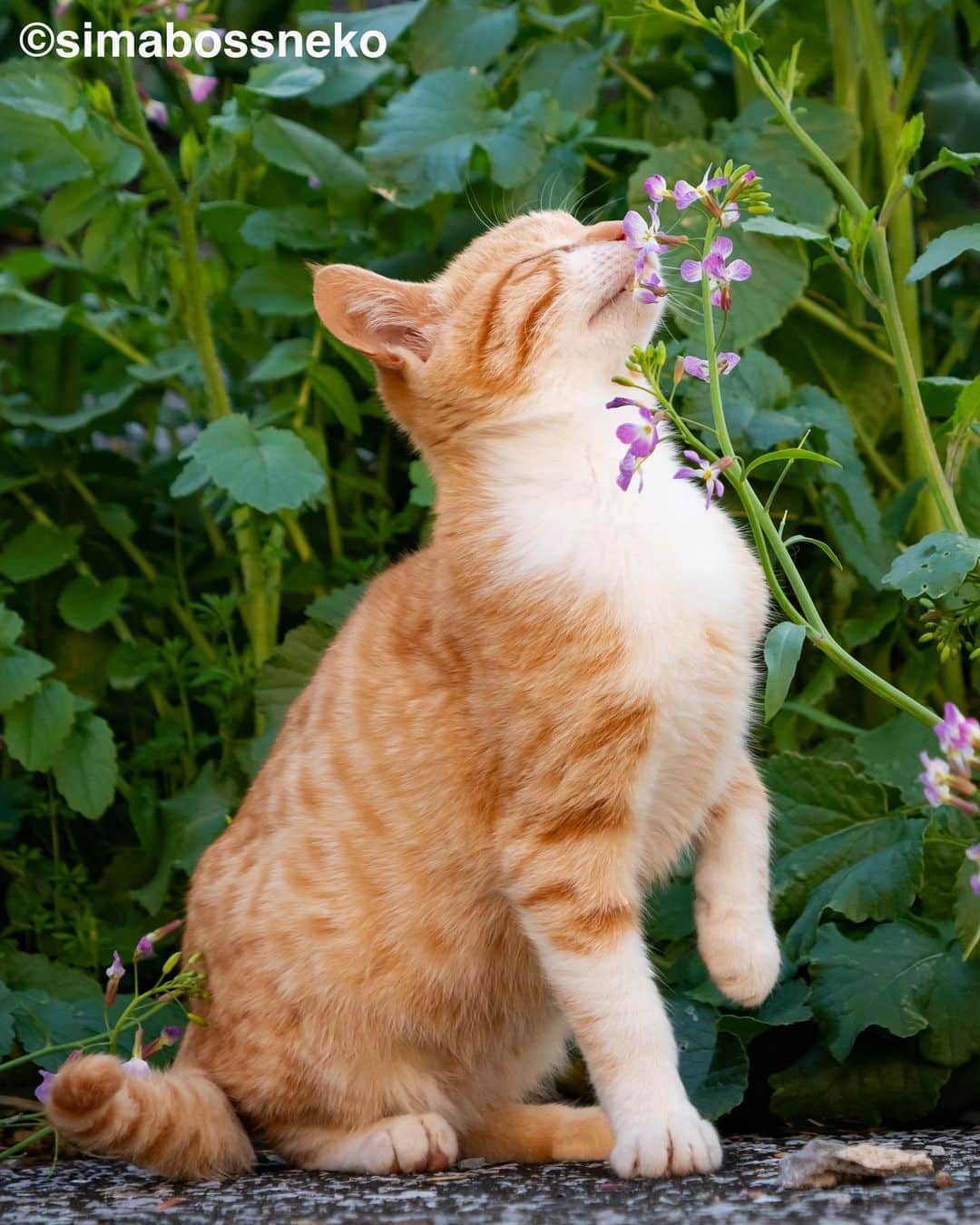simabossnekoさんのインスタグラム写真 - (simabossnekoInstagram)「・ にゃんともいいお顔の茶白さん❣️ The Orange tabby and white cats are expressive✨ Swipeしてね←←←🐾  5枚目の写真が好きです。 I like the 5th photo💓  ・ 〜お知らせ〜 2024年版「ほっこり島猫 週めくりカレンダー」と「さちカレンダー」、はminne、メルカリShopsにて好評発売中！  商品説明 ●ほっこり島猫 週めくりカレンダー2024 53週、ふくふく仲良し。選りすぐりの島猫たちがいっぱい🙌 ・卓上B6サイズ ・枚数28枚(両面仕様 計56面)の週めくりカレンダーです。 ・六曜・祝日付き 価格は税込1280円。  ●さちカレンダー2024 愛らしい島猫"さち"の姿をおさめたカレンダー🗓️ ・卓上B6サイズ ・枚数28枚。(両面仕様 計56面) ・初めての週めくりのカレンダーです✨ 価格は税込1,280円。  お得な "さちカレンダー"と"ほっこり島猫カレンダー"とのセットも🐾  ◎販売はminneと、メルカリShops内「simabossneko's shop」にて  各ショップへは、@simabossneko または @p_nyanco22 のプロフィールリンクからご覧いただけます。  🔍メルカリは、アプリ立ち上げ後「simabossneko's shop」で検索してみてください。  👉ストーリーハイライトにも、ショップへのリンク(minne)があります。そちらも是非ご覧ください。  ・ ・ Available now❗️ "Island Cats Weekly Calendar 2024" and "Sachi Weekly Calendar2024"  ● Island Cats Weekly Calendar 2024 53weeks, A lot of selected island cats photos❣️  The desktop B6 size. 28 sheets (56 sides in total with double-sided specifications) It is a weekly calendar.  The price is 1,280 yen including tax.  ● Sachi Weekly Calendar 2024 It is a calendar that shows the lovely island cat "Sachi"💓  The desktop B6 size. 28 sheets. (Double-sided specification 56 sides in total) NEW work! It is a weekly calendar. The price is 1,280 yen including tax.  A great deal🗓️✨ We sell a set of "Sachi Calendar2024" and "Island Cats Weekly Calendar 2024" 🐾  The 2024 calendars are sold at minne "simabossneko's shop“  ●Shop URL https://minne.com/＠simabossneko  🇺🇸🇰🇷🇹🇼 It is possible to purchase and ship from Taiwan, Hong Kong, the USA, Korea, etc.  🇫🇷🇬🇧🇩🇪 It is now possible to ship and purchase the works to Europe!! France, UK, Germany etc.  ※ Shipping fee will be charged separately.  You can reach the shop from the profile link of @simabossneko or @p_nyanco22   And, Story highlights also have a link to the shop. Please take a look there too.  ・ #しまねこ #島猫 #ねこ #にゃんすたぐらむ #猫写真 #cats_of_world #catloversclub #pleasantcats #catstagram #meowed #ig_japan #lumixg9」7月26日 7時51分 - simabossneko