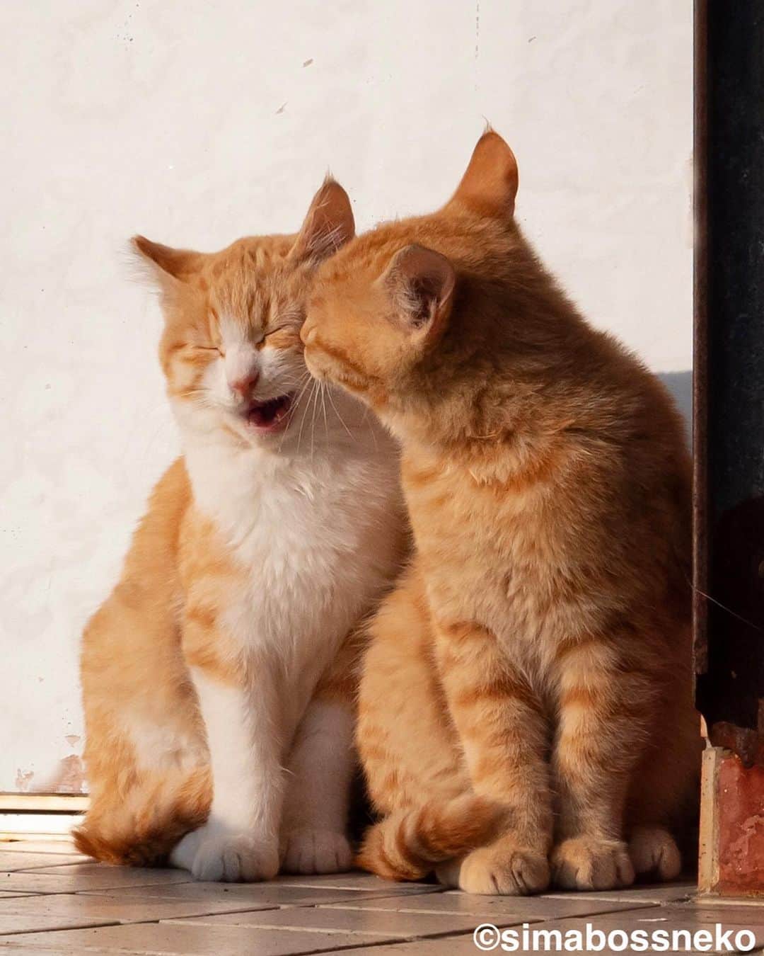 simabossnekoさんのインスタグラム写真 - (simabossnekoInstagram)「・ にゃんともいいお顔の茶白さん❣️ The Orange tabby and white cats are expressive✨ Swipeしてね←←←🐾  5枚目の写真が好きです。 I like the 5th photo💓  ・ 〜お知らせ〜 2024年版「ほっこり島猫 週めくりカレンダー」と「さちカレンダー」、はminne、メルカリShopsにて好評発売中！  商品説明 ●ほっこり島猫 週めくりカレンダー2024 53週、ふくふく仲良し。選りすぐりの島猫たちがいっぱい🙌 ・卓上B6サイズ ・枚数28枚(両面仕様 計56面)の週めくりカレンダーです。 ・六曜・祝日付き 価格は税込1280円。  ●さちカレンダー2024 愛らしい島猫"さち"の姿をおさめたカレンダー🗓️ ・卓上B6サイズ ・枚数28枚。(両面仕様 計56面) ・初めての週めくりのカレンダーです✨ 価格は税込1,280円。  お得な "さちカレンダー"と"ほっこり島猫カレンダー"とのセットも🐾  ◎販売はminneと、メルカリShops内「simabossneko's shop」にて  各ショップへは、@simabossneko または @p_nyanco22 のプロフィールリンクからご覧いただけます。  🔍メルカリは、アプリ立ち上げ後「simabossneko's shop」で検索してみてください。  👉ストーリーハイライトにも、ショップへのリンク(minne)があります。そちらも是非ご覧ください。  ・ ・ Available now❗️ "Island Cats Weekly Calendar 2024" and "Sachi Weekly Calendar2024"  ● Island Cats Weekly Calendar 2024 53weeks, A lot of selected island cats photos❣️  The desktop B6 size. 28 sheets (56 sides in total with double-sided specifications) It is a weekly calendar.  The price is 1,280 yen including tax.  ● Sachi Weekly Calendar 2024 It is a calendar that shows the lovely island cat "Sachi"💓  The desktop B6 size. 28 sheets. (Double-sided specification 56 sides in total) NEW work! It is a weekly calendar. The price is 1,280 yen including tax.  A great deal🗓️✨ We sell a set of "Sachi Calendar2024" and "Island Cats Weekly Calendar 2024" 🐾  The 2024 calendars are sold at minne "simabossneko's shop“  ●Shop URL https://minne.com/＠simabossneko  🇺🇸🇰🇷🇹🇼 It is possible to purchase and ship from Taiwan, Hong Kong, the USA, Korea, etc.  🇫🇷🇬🇧🇩🇪 It is now possible to ship and purchase the works to Europe!! France, UK, Germany etc.  ※ Shipping fee will be charged separately.  You can reach the shop from the profile link of @simabossneko or @p_nyanco22   And, Story highlights also have a link to the shop. Please take a look there too.  ・ #しまねこ #島猫 #ねこ #にゃんすたぐらむ #猫写真 #cats_of_world #catloversclub #pleasantcats #catstagram #meowed #ig_japan #lumixg9」7月26日 7時51分 - simabossneko