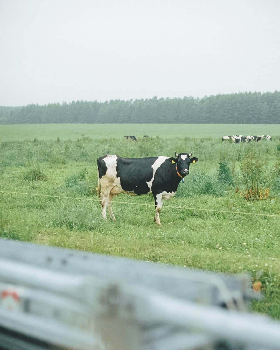 小川紗良さんのインスタグラム写真 - (小川紗良Instagram)「🐄  #film #filmphotography #cow #ranch #nature #北海道 #牛 #放牧 #牧場」7月26日 8時28分 - iam_ogawasara