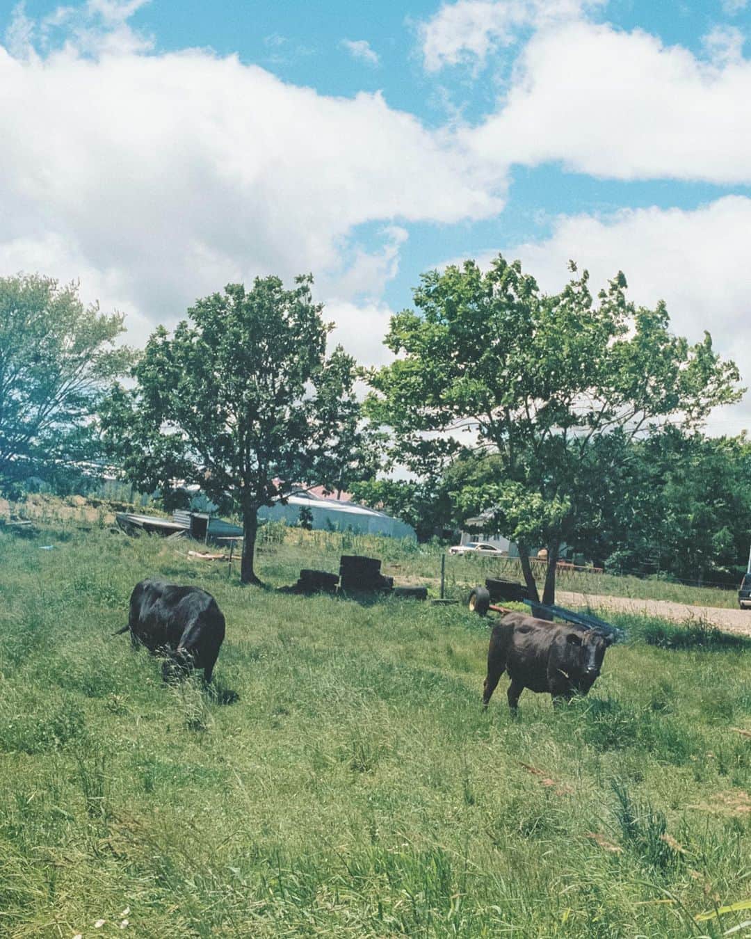 小川紗良さんのインスタグラム写真 - (小川紗良Instagram)「🐄  #film #filmphotography #cow #ranch #nature #北海道 #牛 #放牧 #牧場」7月26日 8時28分 - iam_ogawasara