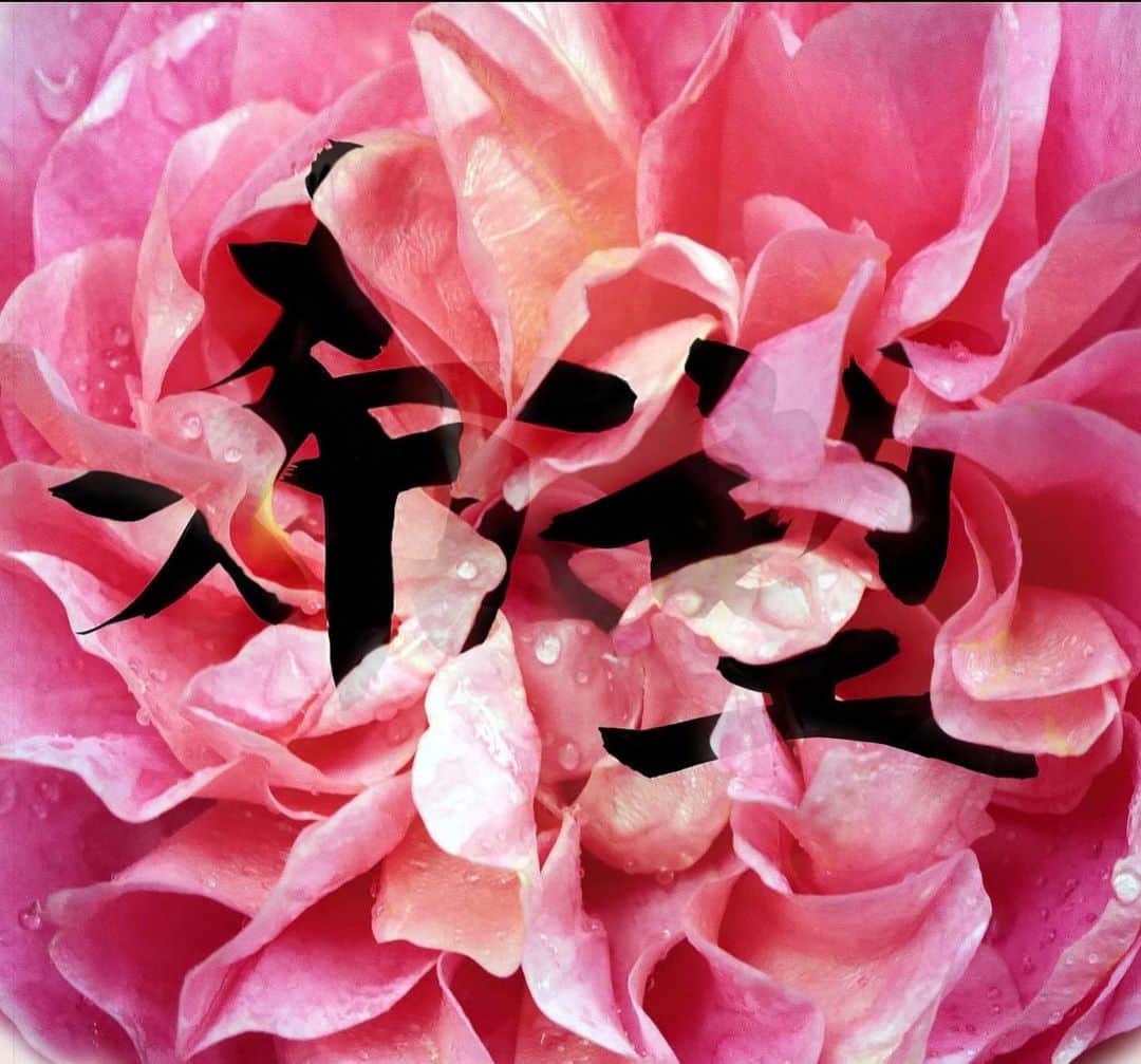安珠のインスタグラム：「美しさで名高い 奈良の世界遺産 唐招提寺 2023年も写真を奉納させて頂きました  うちわまきに展示されたのは どんな状況でも救いはあると信じて 薔薇の花びらの中に 希望の墨文字が隠れている作品を制作  今年は海外でしたが来年は訪れたいです #奈良 #世界遺産 #唐招提寺 #nara #toshodaiji #うちわまき 安珠写真家 #anjuphotographer #希望 #HOPE」