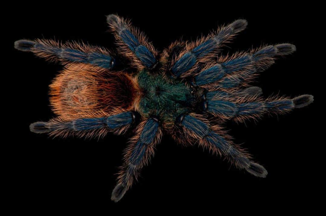 Joel Sartoreさんのインスタグラム写真 - (Joel SartoreInstagram)「The metallic blue legs and bright orange abdomen of the greenbottle blue tarantula make this species hard to overlook. As an inhabitant of the deserts of northern Venezuela, this arachnid has had to become quite tough in order to survive in what can be described as a very harsh and dry climate. To protect its home from weather events, this tarantula will build webbing around the entrance to its burrow, which also aids the spider in catching nearby prey. Photo taken @lincolnchildrenszoo.   #spider #tarantula #arachnid #animal #wildlife #photography #animalphotography #wildlifephotography #studioportrait #PhotoArk @insidenatgeo」7月26日 0時15分 - joelsartore