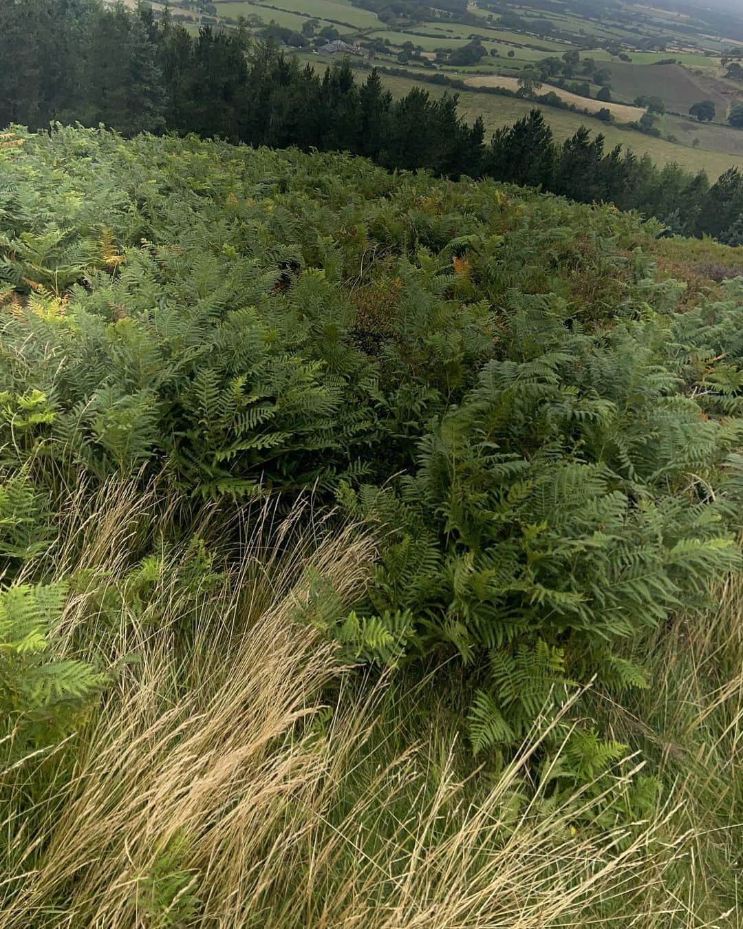 マリオン・コティヤールさんのインスタグラム写真 - (マリオン・コティヤールInstagram)「Viva England! #hiking」7月26日 2時12分 - marioncotillard