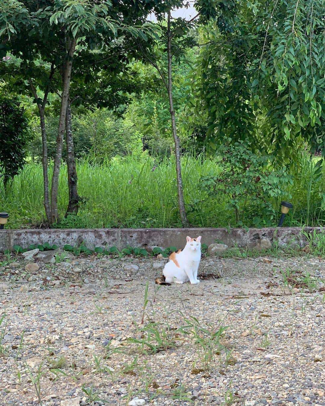 奈良美智さんのインスタグラム写真 - (奈良美智Instagram)「two paintings for the art fair. so I’m not interested in showing recent works at the fair. but other side, it’s less pressure than solo show 😸.  anyway I prefer a kind of group show with a strong theme and please offer me! (through the gallery)」7月26日 3時24分 - michinara3