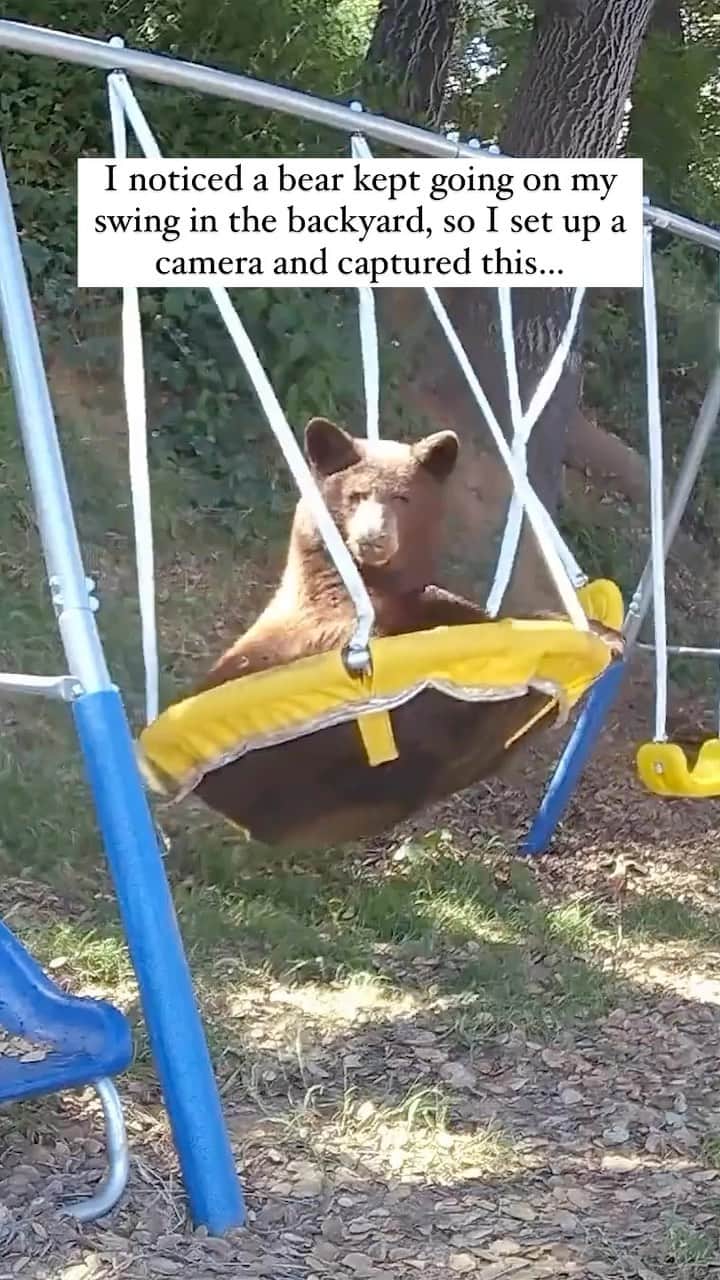 のインスタグラム：「This makes me smile so much 😊  Video credit: @wildlife_foothills_ca   #bear #bears #cuteanimals #cutebear #cutebears #wildanimals #wildlife #wildlifeonearth #backyard #funnyanimals #viralreels #bearlife #bearlove」