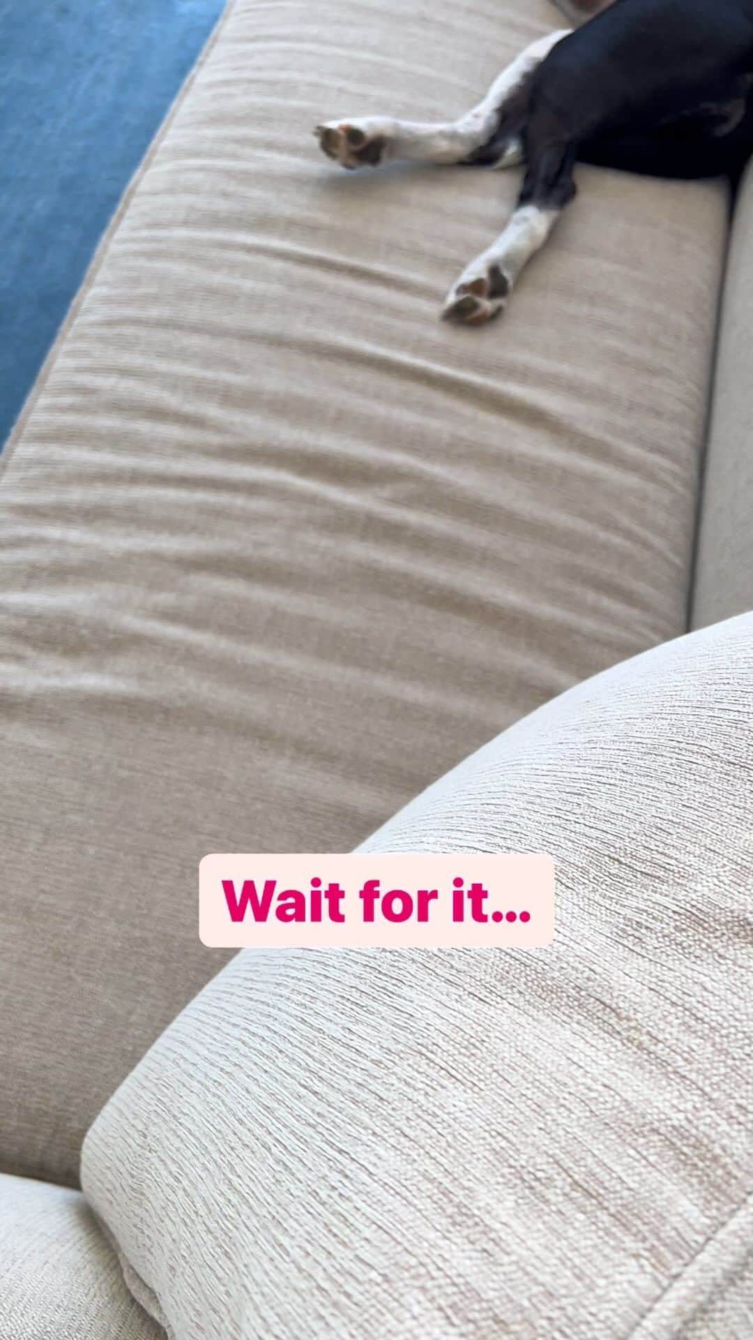 キャシー・グリフィンのインスタグラム：「Wait for it!  #dogsofinstagram #dogs #puppy #funny #kathygriffin」