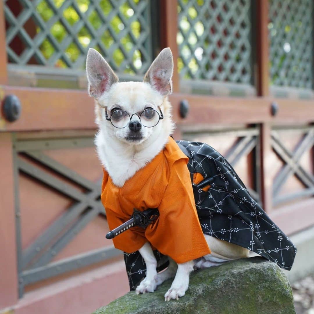 紋次郎のインスタグラム：「Jimmy’s photo  @jimmy.cohrssen   本日37度予報の東京 朝から暑さでおかしくなりそう。 みなさんもくれぐれも、お気をつけて！  #dog#dogstagram#instadog#chihuahua#barkbox#mydogiscutest#buzzfeed#dog_features#fluffypack#barkpack#dogsofinstagram#犬#チワワ#手作り#handmade#着物#fashion#紋次郎一家#チーム茶#ふわもこ部#igersjp#peco犬部#dogfashion #whisky」