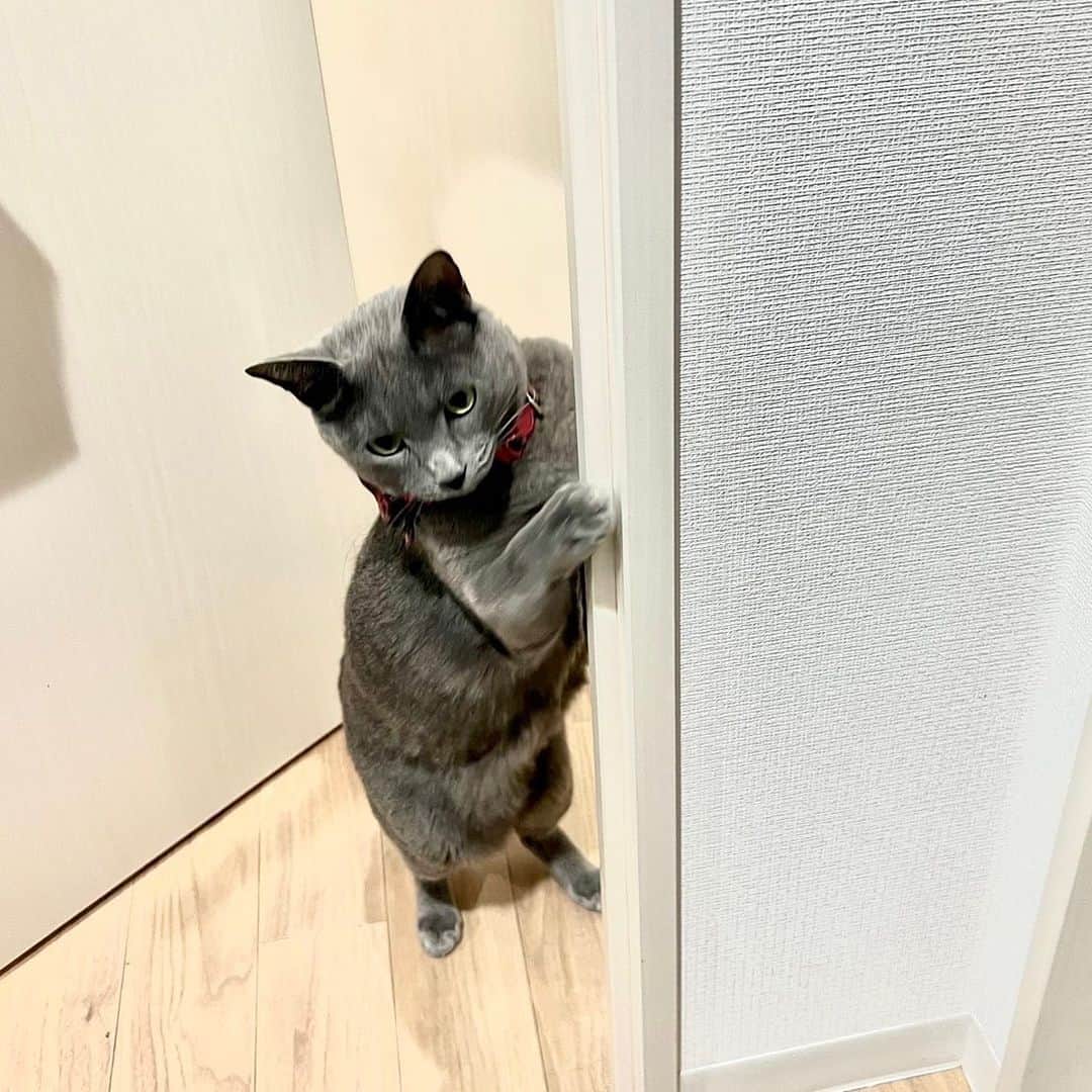 ミツヤスカズマのインスタグラム：「みんなが何しているのかよもちゃんは逐一チェックしてるよ・・・。　#トニートニーよもちゃん」