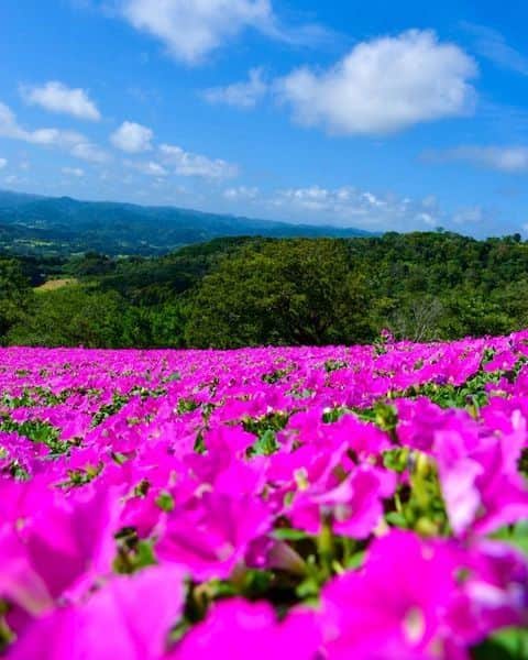 あなたのLOVE CHIBA教えてキャンペーンのインスタグラム：「★写真投稿でプレゼントに応募！ラブちばキャンペーン★ 【　@mini_miyu_　さん】の投稿をご紹介📷  📌マザー牧場／千葉県富津市  鮮やかなピンクのペチュニアのお花畑🥰 青空の下で咲く2万株の花に、元気をもらえますね。  マザー牧場では、「夏フェス2023」を8月31日まで開催中！ びしょぬれイベント、ブルーベリー狩りや夏限定グルメなど目白押し👀✨ 夜には打ち上げ花火も🎇  ▼マザー牧場　公式サイト▼ https://www.motherfarm.co.jp/  千葉県内の観光やドライブ、おでかけの参考にぜひチェックしてみてください♪ （保存しておくと便利ですよ）  《マザー牧場》 🏔場所:富津市田倉940−3  投稿ありがとうございました🙇‍♂  ----------------------------- ／ ラブちばSeason12 開催期間：2023.06.01～2024.03.31 ＼ ------------------------------- 千葉県の魅力あふれる写真をらぶちばに投稿して、 プレゼントをGETしよう！！  毎月20名様に、チーバくんグッズや千葉県の特産品が抽選で当たります✨ たくさんのご応募をお待ちしております！ プレゼントはプロフィール欄のリンクから 公式サイト（https://love-love-chiba.jp/）でチェック！  📷応募方法： ①公式Instagramアカウント『@love.love.chiba』をフォロー ②２つのハッシュタグをつけて、千葉の魅力あふれる写真をシェア #らぶちば12に応募  希望するプレゼントを どれか一つハッシュタグをつける #チバザビーフ #千葉のチーズ #野菜ボックス #銚子つりきんめ #チーバくんアウトドアグッズ  （例）館山市の〇〇海岸の景色がとってもきれい！夕暮れどきもおすすめだよ♪ #らぶちば12に応募　#チーバくんアウトドアグッズ  ＼追加ハッシュタグでWチャンス👀✨／  今年は千葉県誕生150周年！ 期間限定で「千葉県 誕生150周年記念 特別賞」を開催します🎉  📅開催期間：2023.6/15（木）～8/31（木）  📝応募方法：「未来に残したい千葉県の魅力的な写真」を撮影📷✨ ラブちばキャンペーンの応募に必要なハッシュタグに加えて、 #150周年特別賞に応募 のハッシュタグをつけて、Instagramで投稿！  🎁プレゼント 抽選で合計30名様に当たります！  千葉県誕生150周年記念クッション（15名様） 千葉県誕生150周年記念グッズ詰め合わせ（15名様）  #千葉県 #千葉 #フォトコン #千葉観光 #千葉カメラ部 #千葉旅行 #あなたに撮られたい千葉 #千葉ドライブ #富津市 #千葉おでかけ #プレゼントキャンペーン #プレゼント企画 #マザー牧場 #ペチュニア #chiba #花 #はなまっぷ #花のある風景 #じゃびふる #夏休み #カメラ好きな人と繋がりたい」