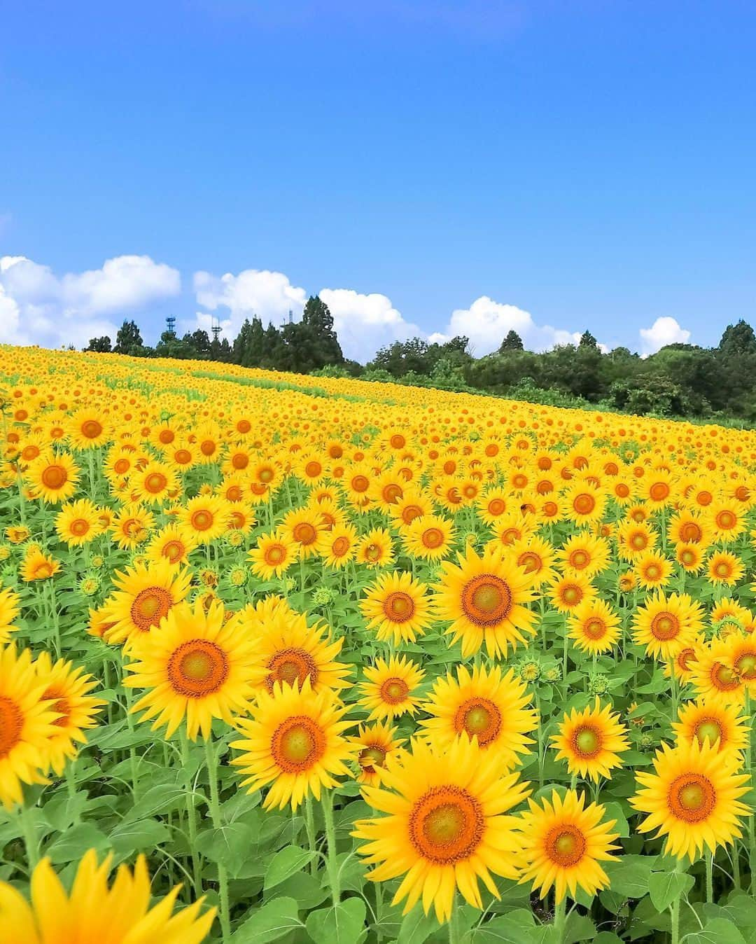 JALのインスタグラム：「. 爽やかな風に揺られる向日葵畑🌻 新潟県 #沢山ポケットパーク より #FreshAirJuly . . Photo by @jun.s.freed Post your memories with #FlyJAL  #JapanAirlines #JAL #travel #ひまわり #向日葵 #ひまわり畑 #小千谷市 #おぢや #夏 #青空 #はなまっぷ #新潟 #絶景 #絶景スポット #日本 #日本の絶景 #国内旅行 #旅行 #日本航空」