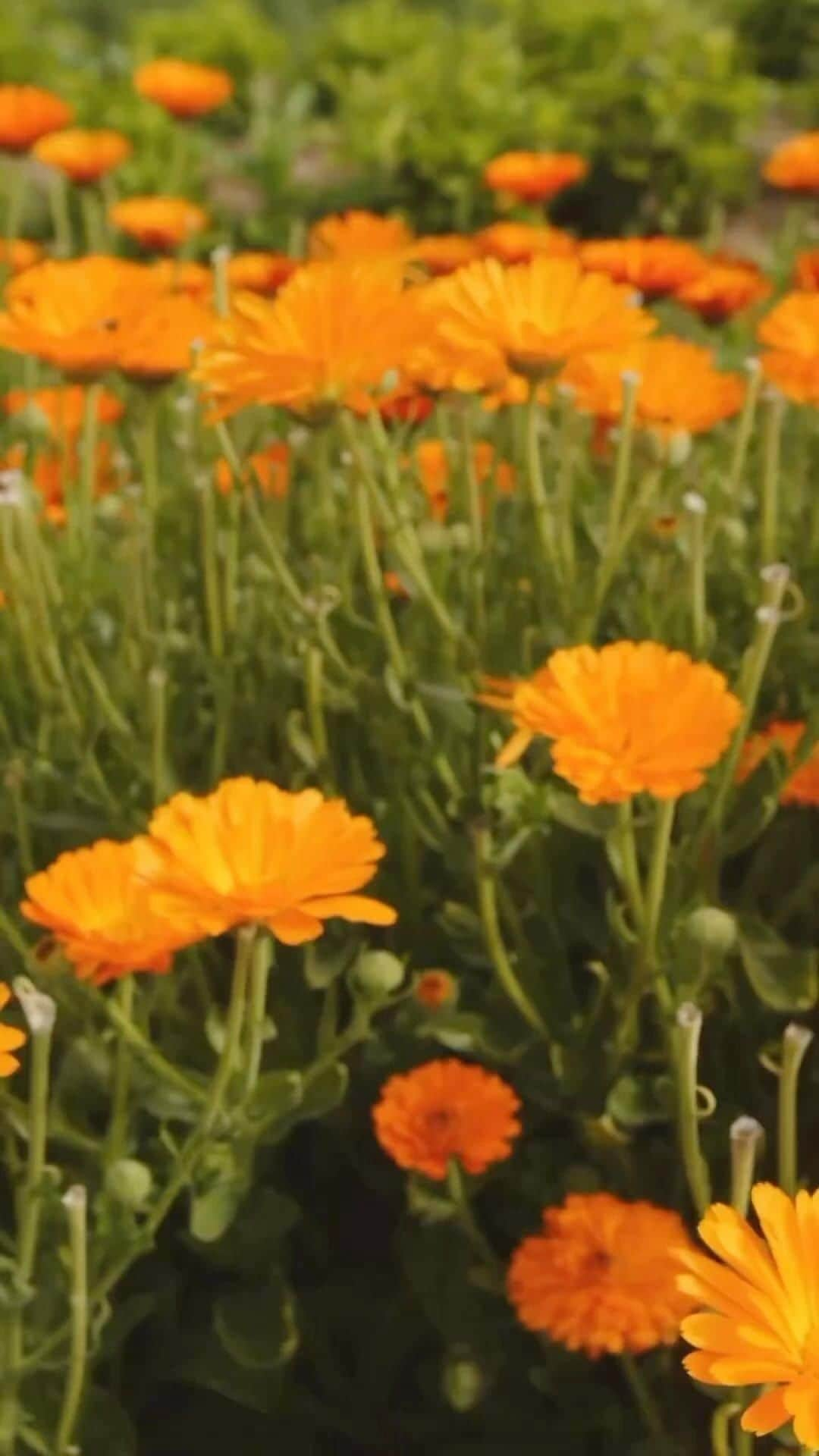 Jurlique Japanのインスタグラム：「「太陽の花嫁」とも呼ばれる カレンドラは古代エジプト時代から 肌荒れや虫さされ、保湿など 家庭の常備薬として親しまれてきたキク科のハーブ🌼   ジュリーク農園はオーストラリアで カレンドラの収穫量が最も多い農園の ひとつであると言われています。   種から育てたカレンドラは 毎年10月から4月の間に植え付けを行い、 収穫した花は乾燥小屋で約1週間ほど乾燥させ、 カレンドラの持つあらゆる有効成分を ぎゅっと閉じ込めてからエキスを抽出しています。   このエキスは ジュリークを代表する化粧水 「ハイドレイティング ウォーターエッセンス ＋」や 今の季節の必需品「UVディフェンスローション」など、 多くの商品に配合されています💫  #jurlique #organic #naturalskincare  #biodynamicskincare #wellbeing #selfcare#holisticbeauty #australia #adelaide #ジュリーク #ジュリークのある暮らし #バイオダイナミック無農薬有機農法 #カレンドラ」